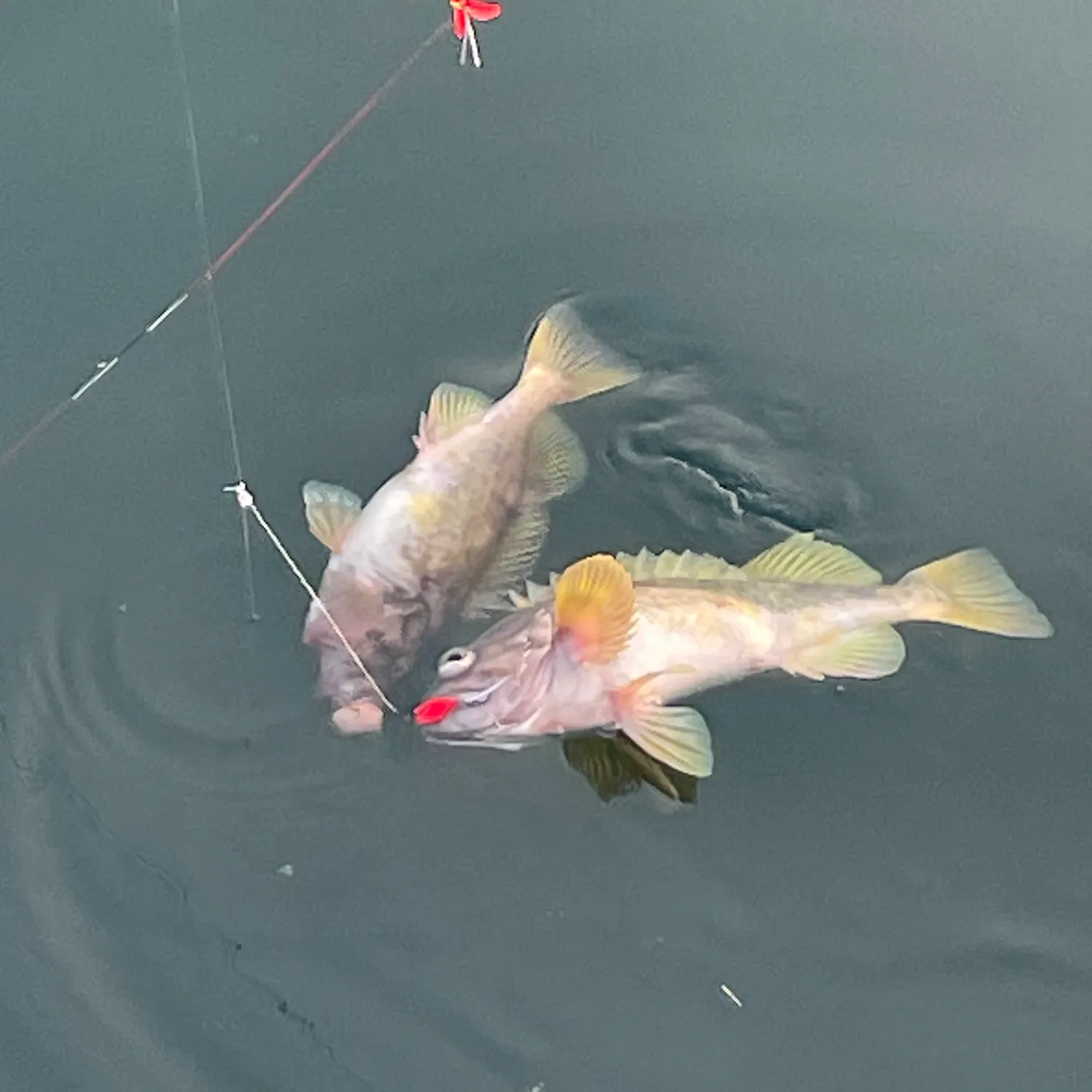Gray rockfish caught on Fishbrain