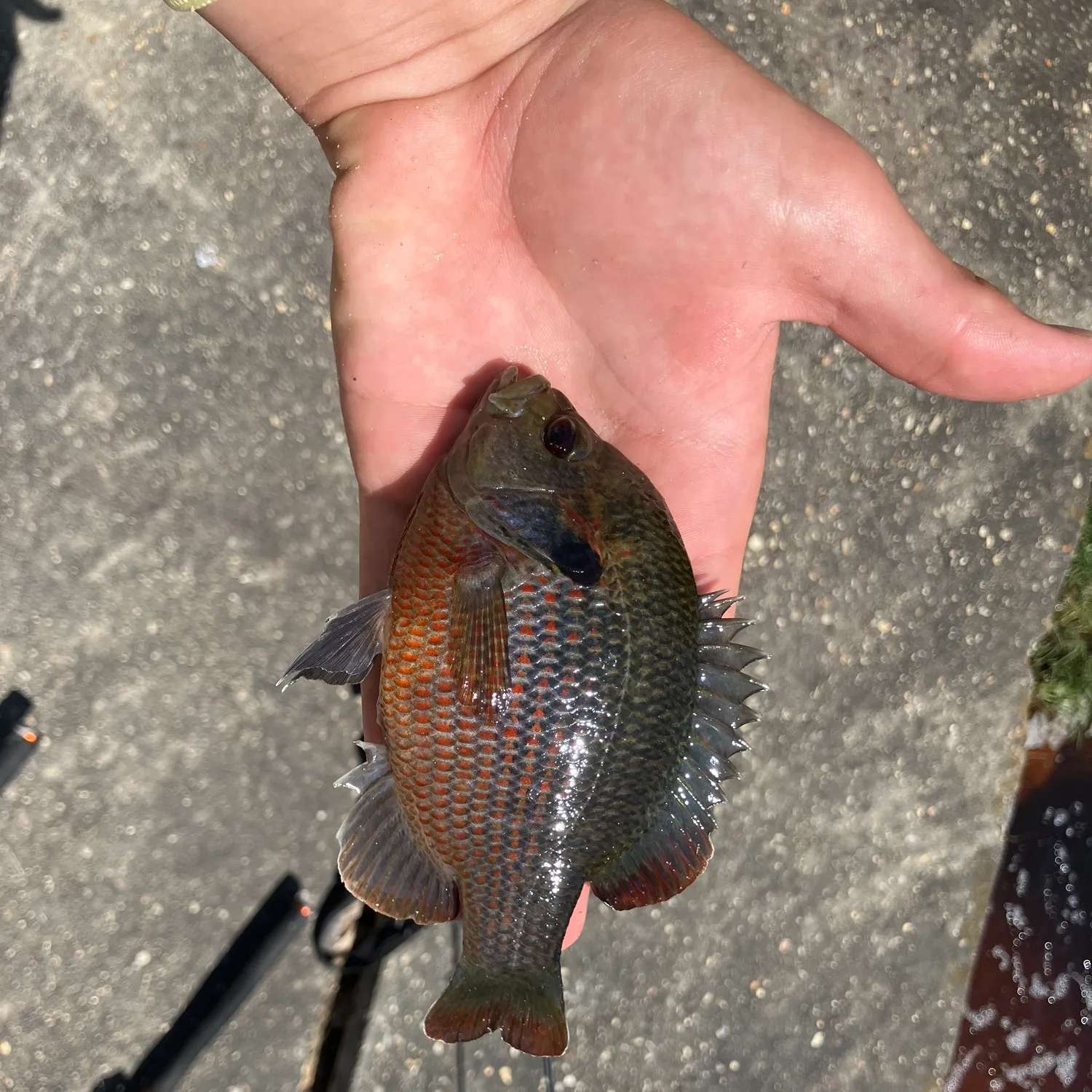 The most recent Redspotted sunfish catches on Fishbrain