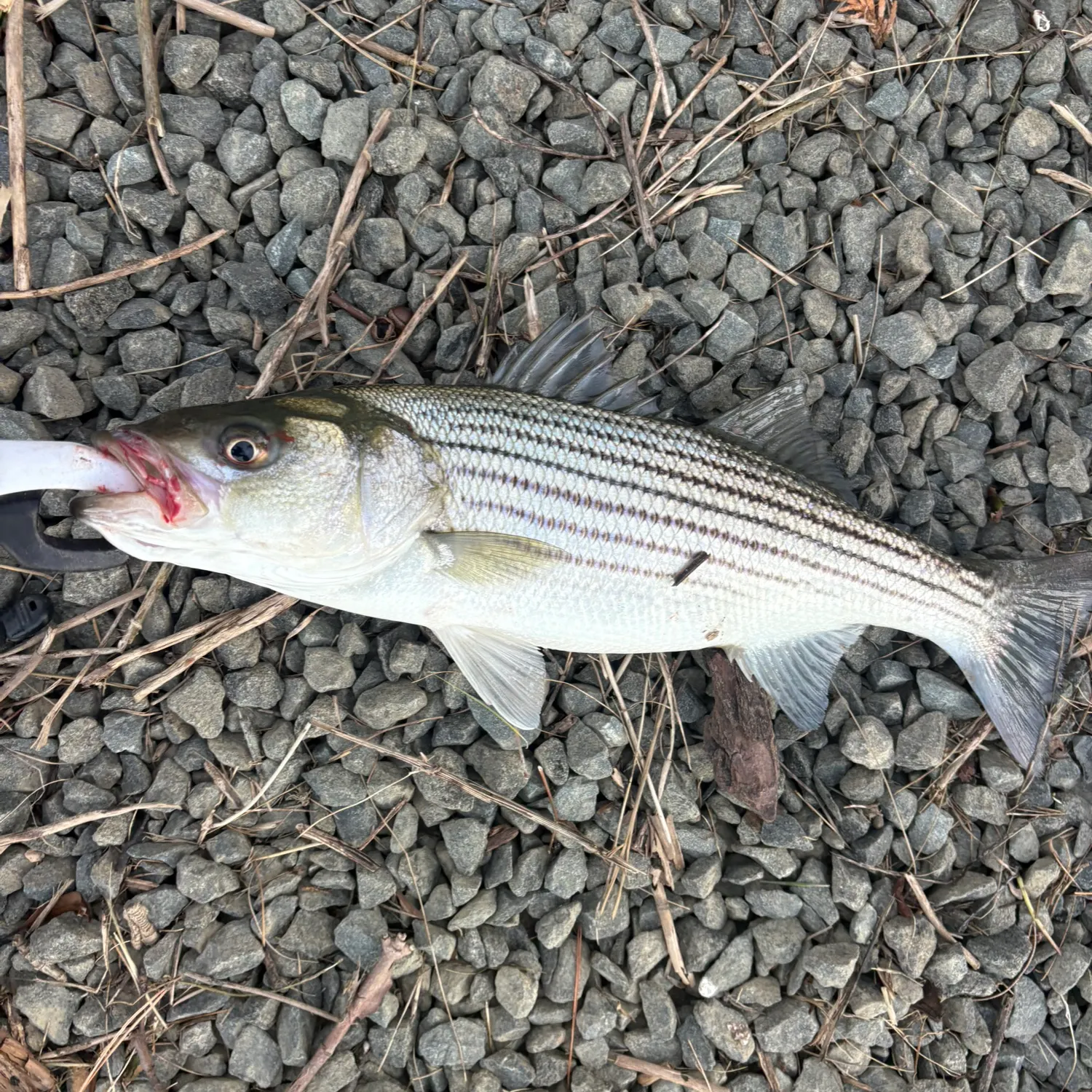 Striped bass caught on Fishbrain