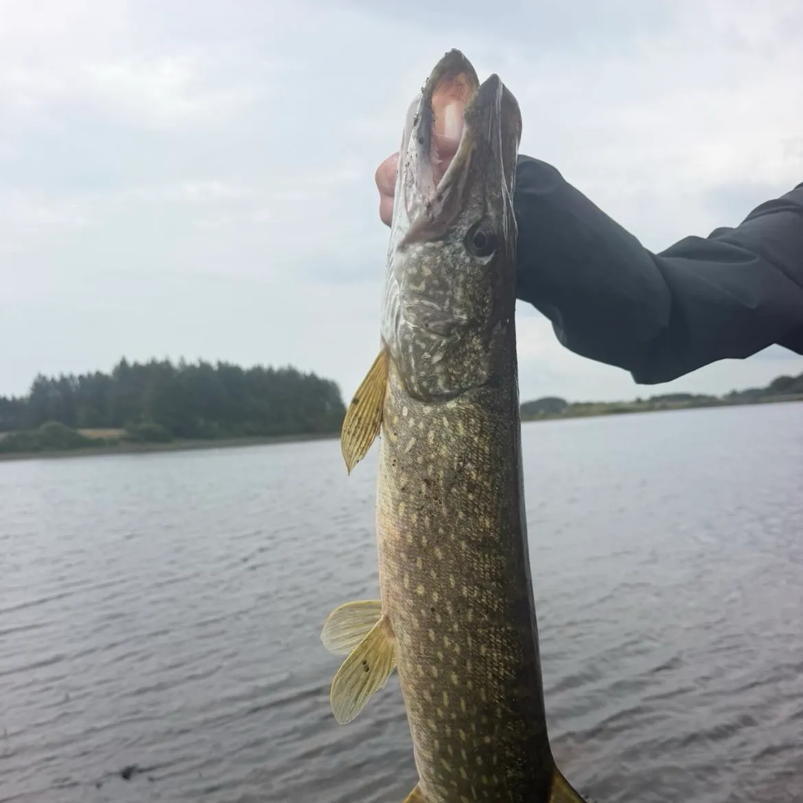 Northern pike caught on Fishbrain