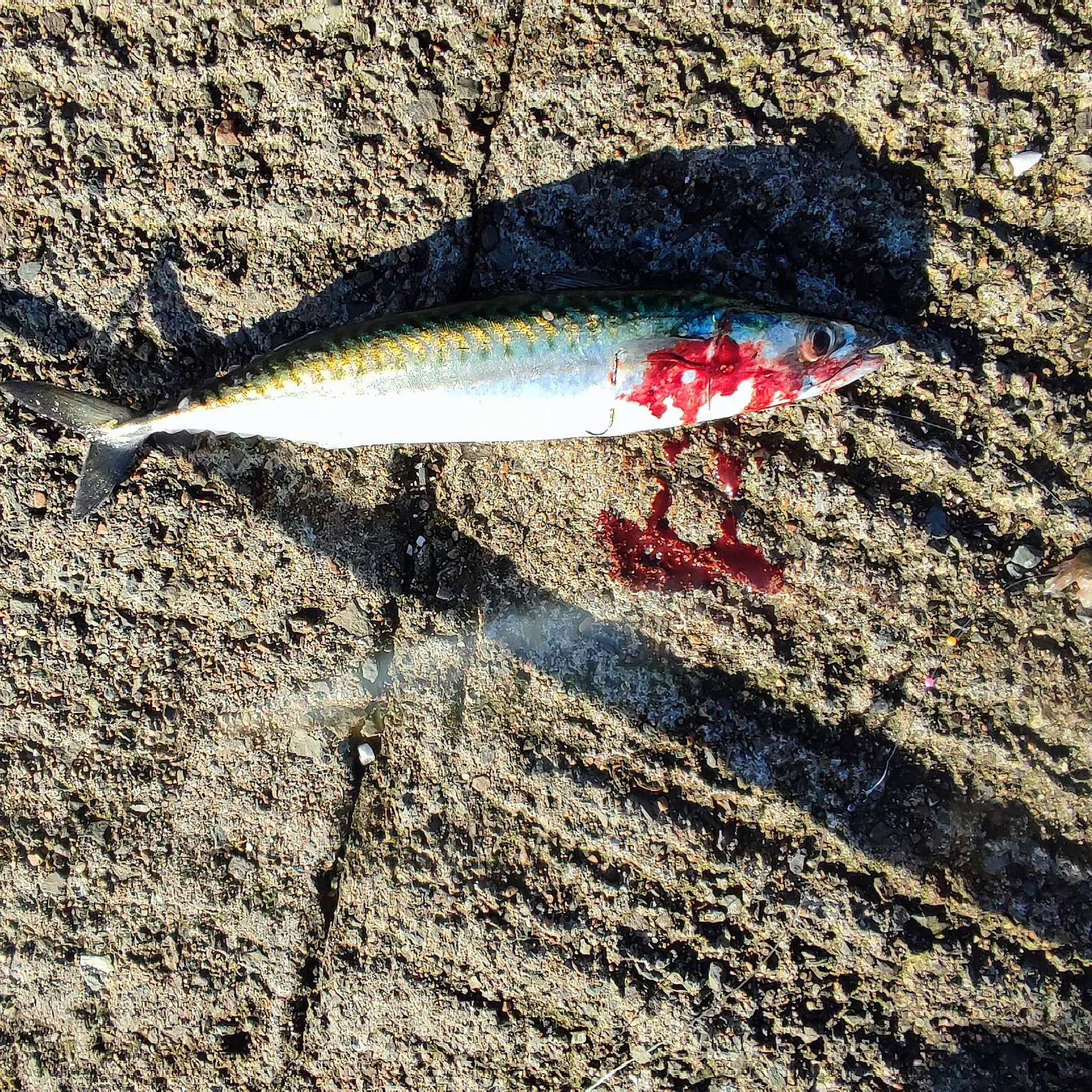 Atlantic mackerel caught on Fishbrain