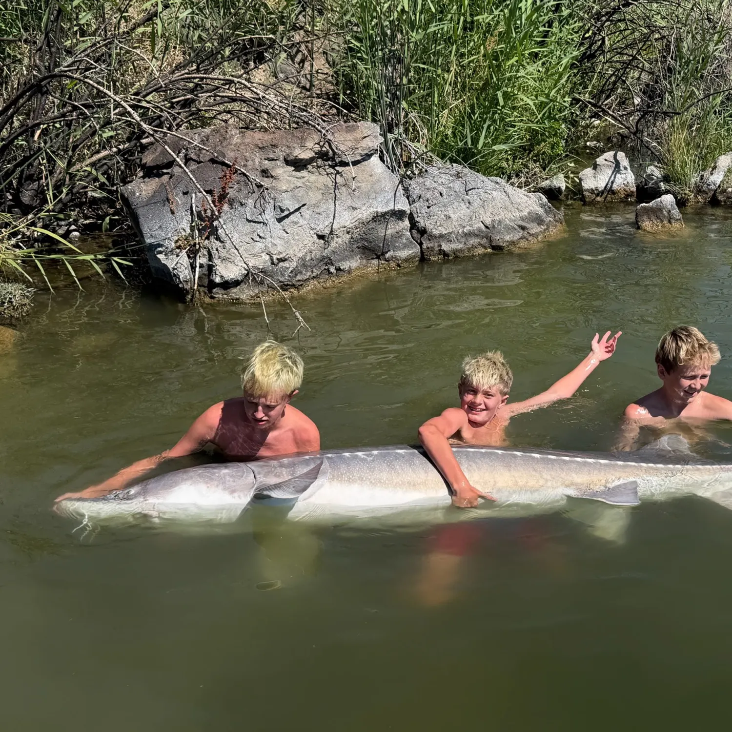 The most recent White sturgeon catches on Fishbrain