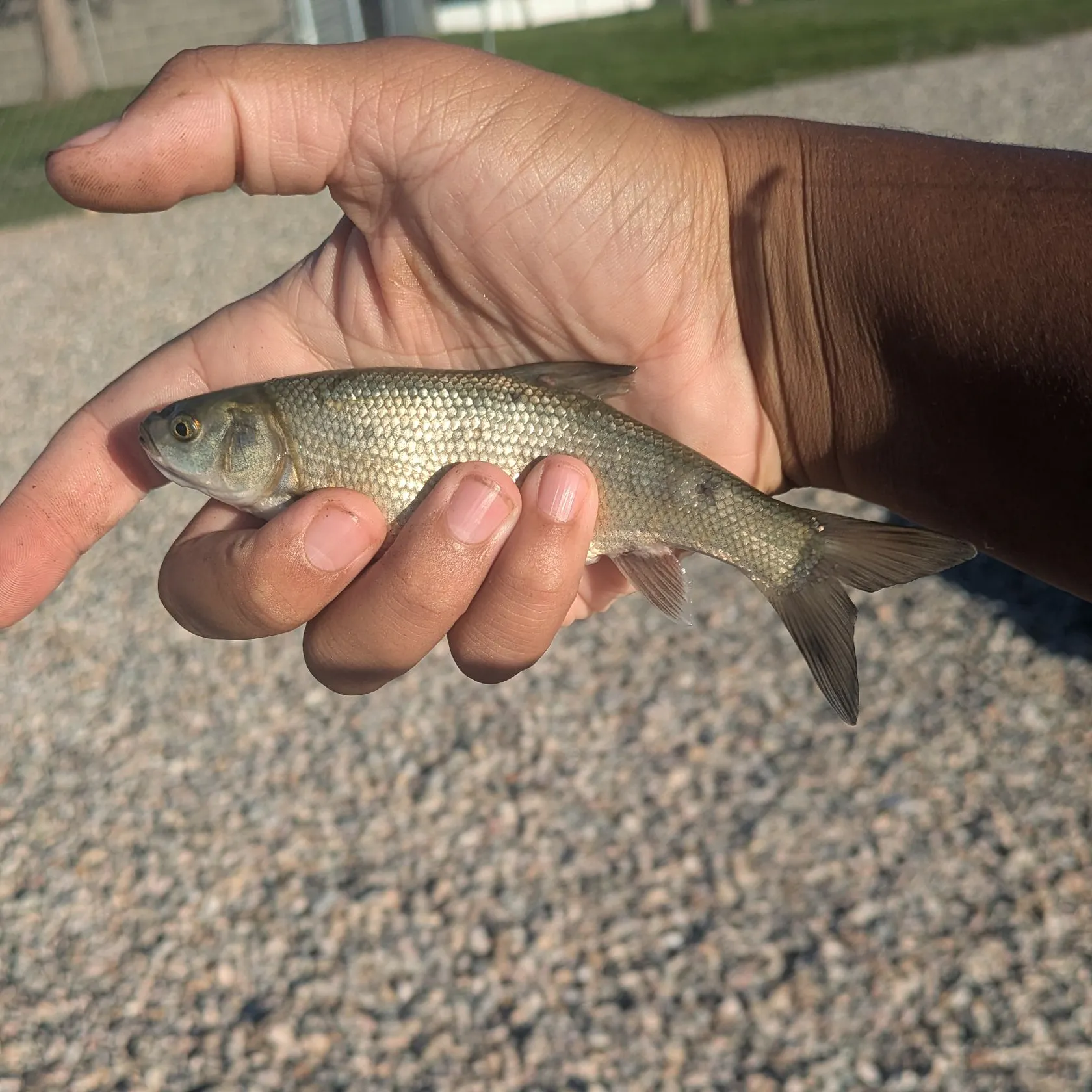The most recent Utah chub catches on Fishbrain