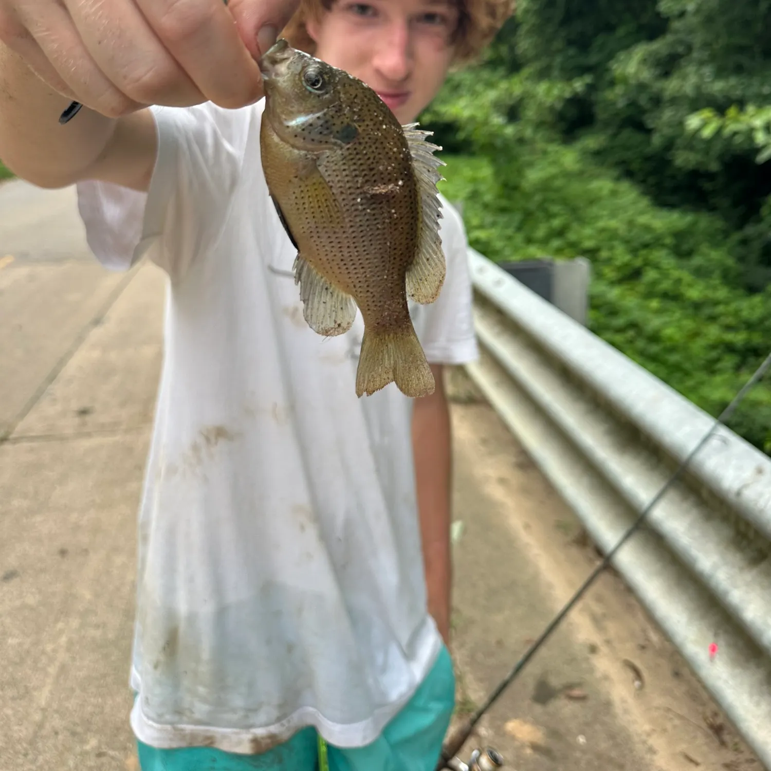 The most recent Spotted sunfish catches on Fishbrain