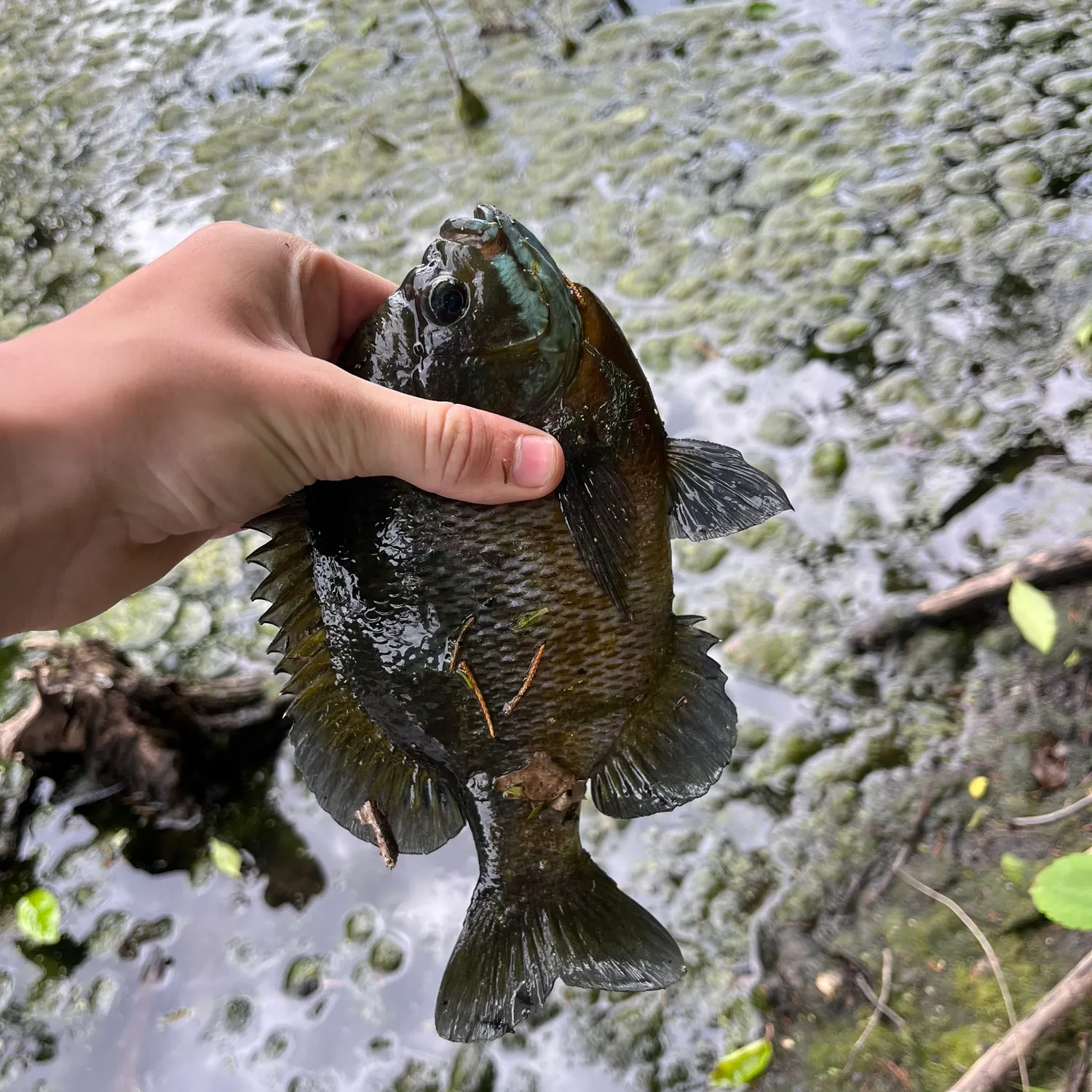 The most recent Dollar sunfish catches on Fishbrain