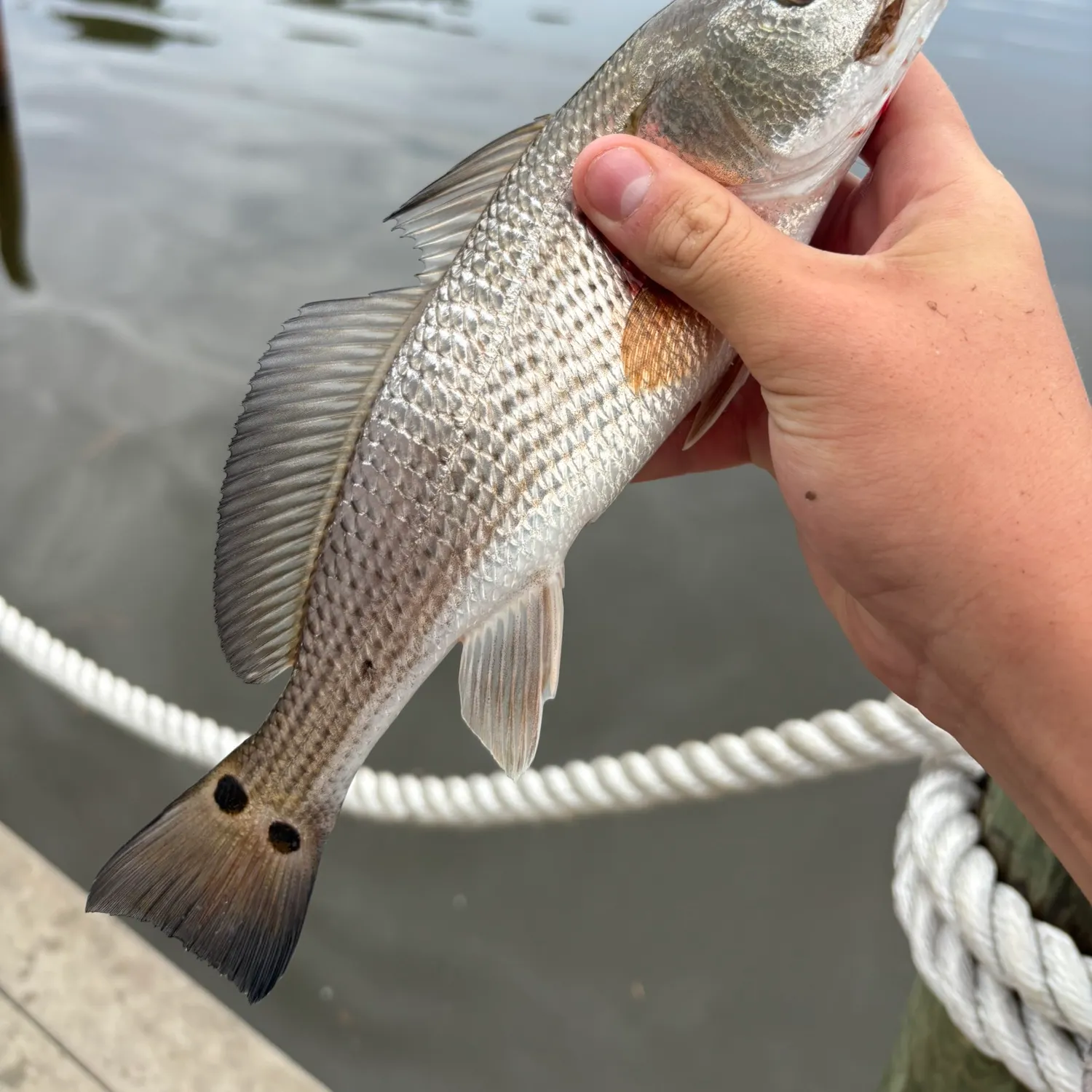 Red drum caught on Fishbrain