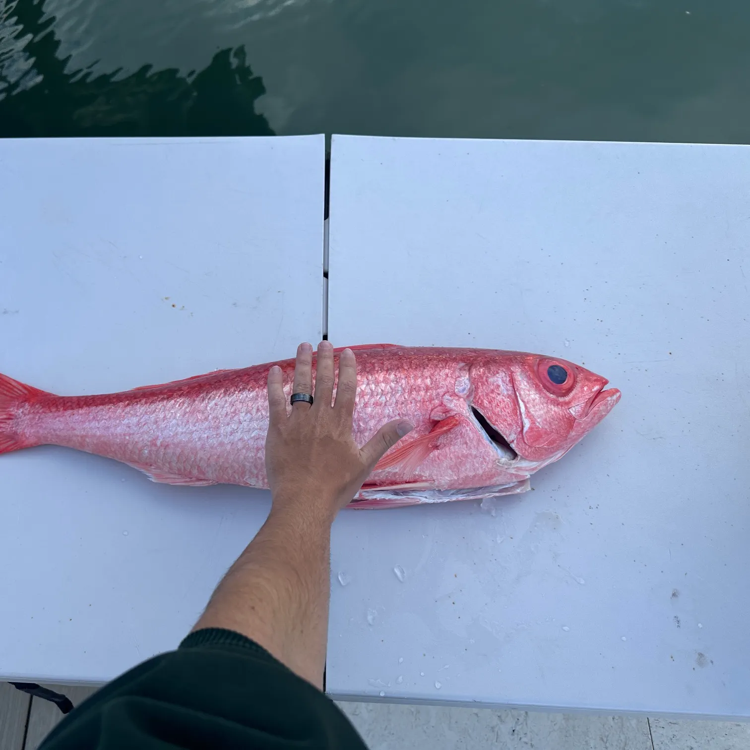 The most recent Queen Snapper catches on Fishbrain