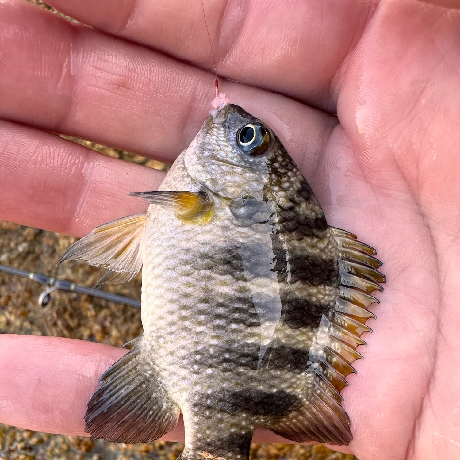 The most recent Mexican night sergeant catches on Fishbrain