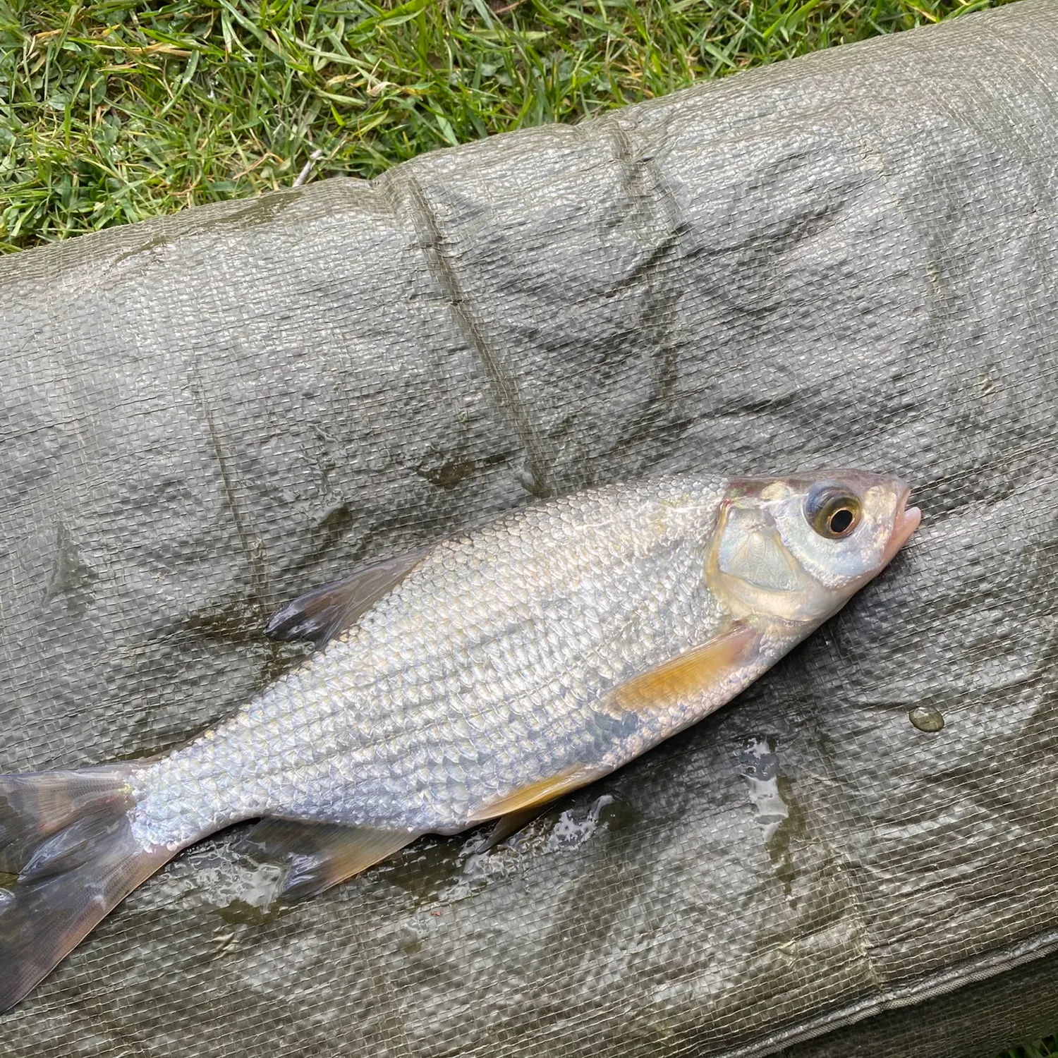 The most recent Cactus roach catches on Fishbrain