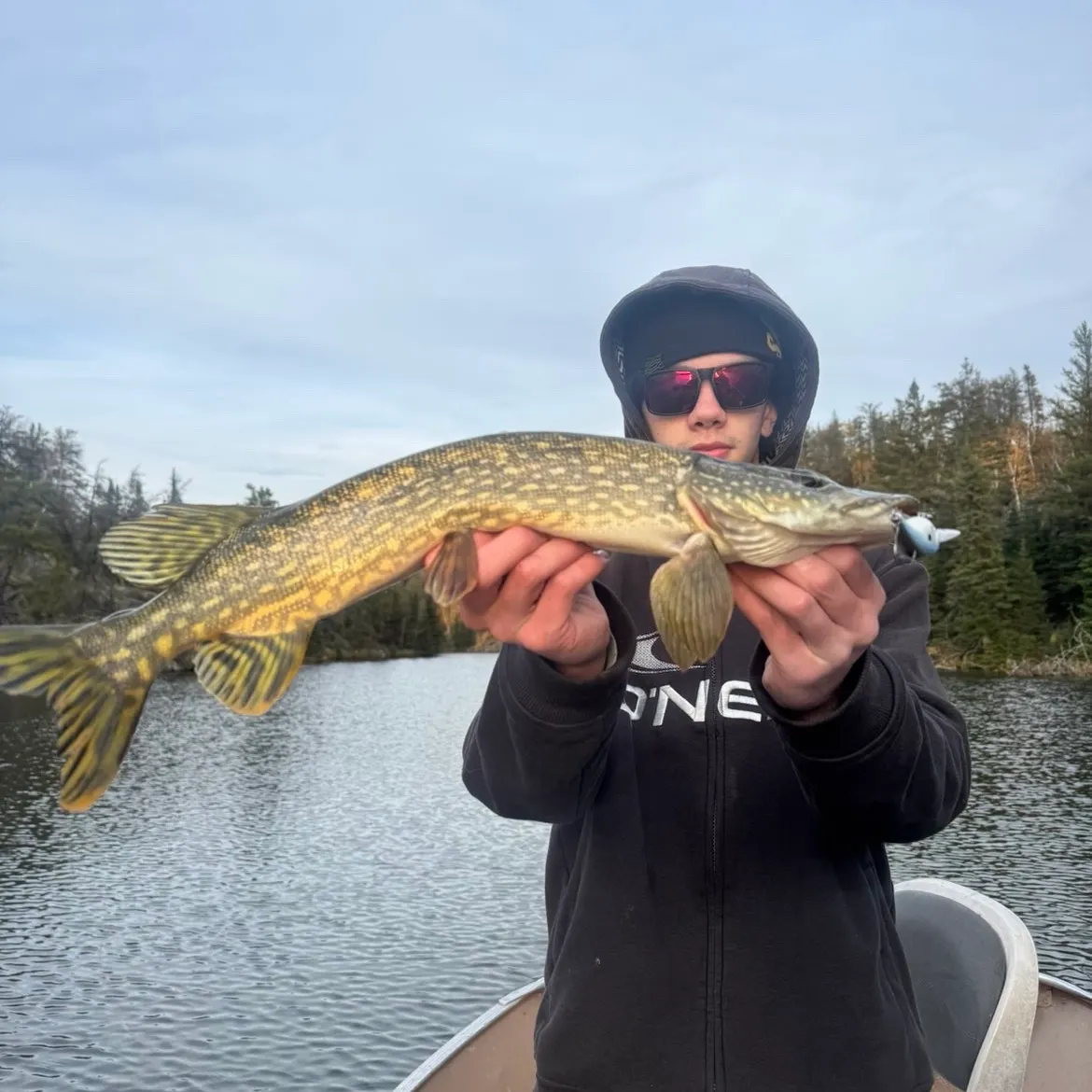 Northern pike caught on Fishbrain