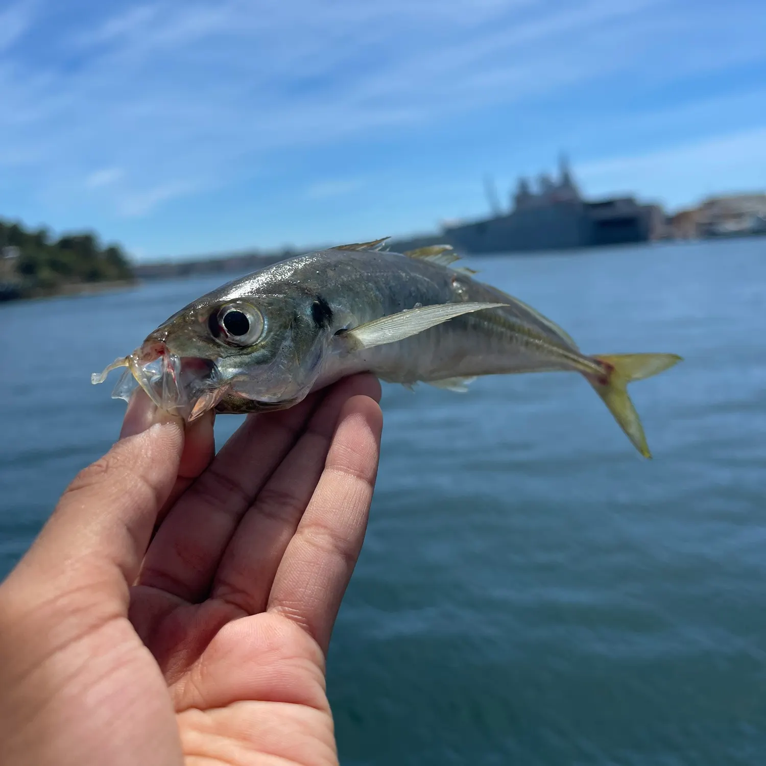 The most recent Yellowtail scad catches on Fishbrain