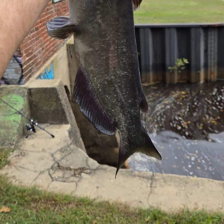 Channel catfish caught on Fishbrain