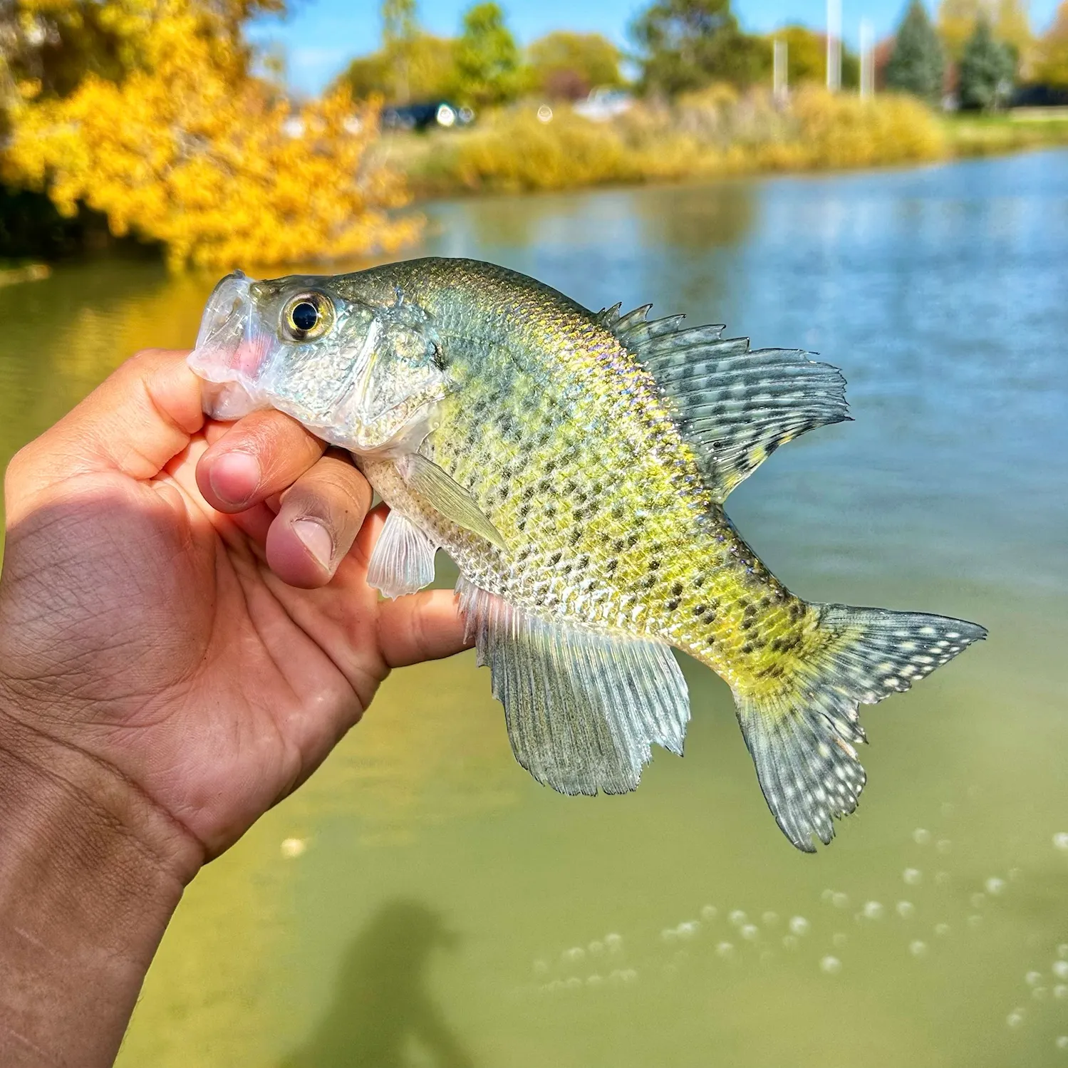 White crappie caught on Fishbrain