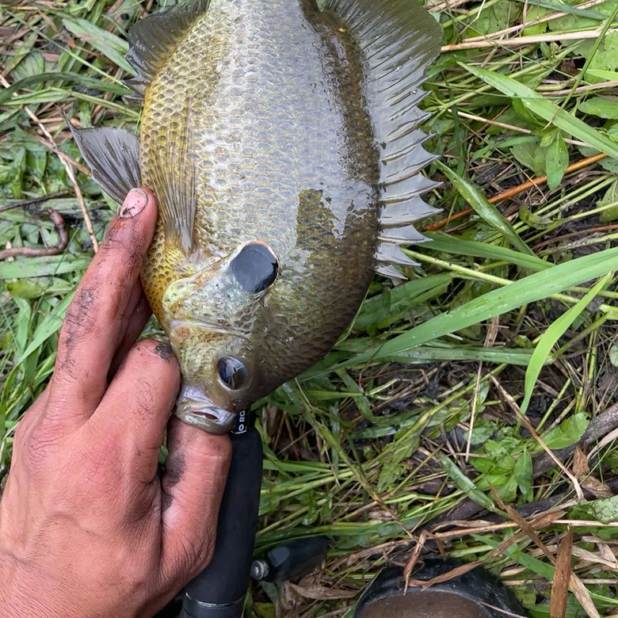 Redear sunfish caught on Fishbrain