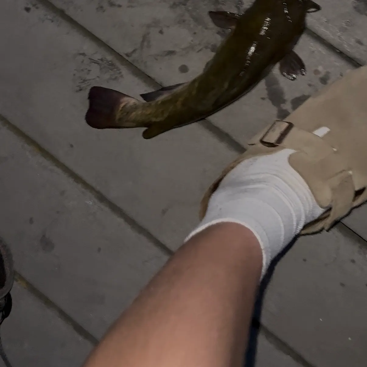 The most recent Black bullhead catches on Fishbrain