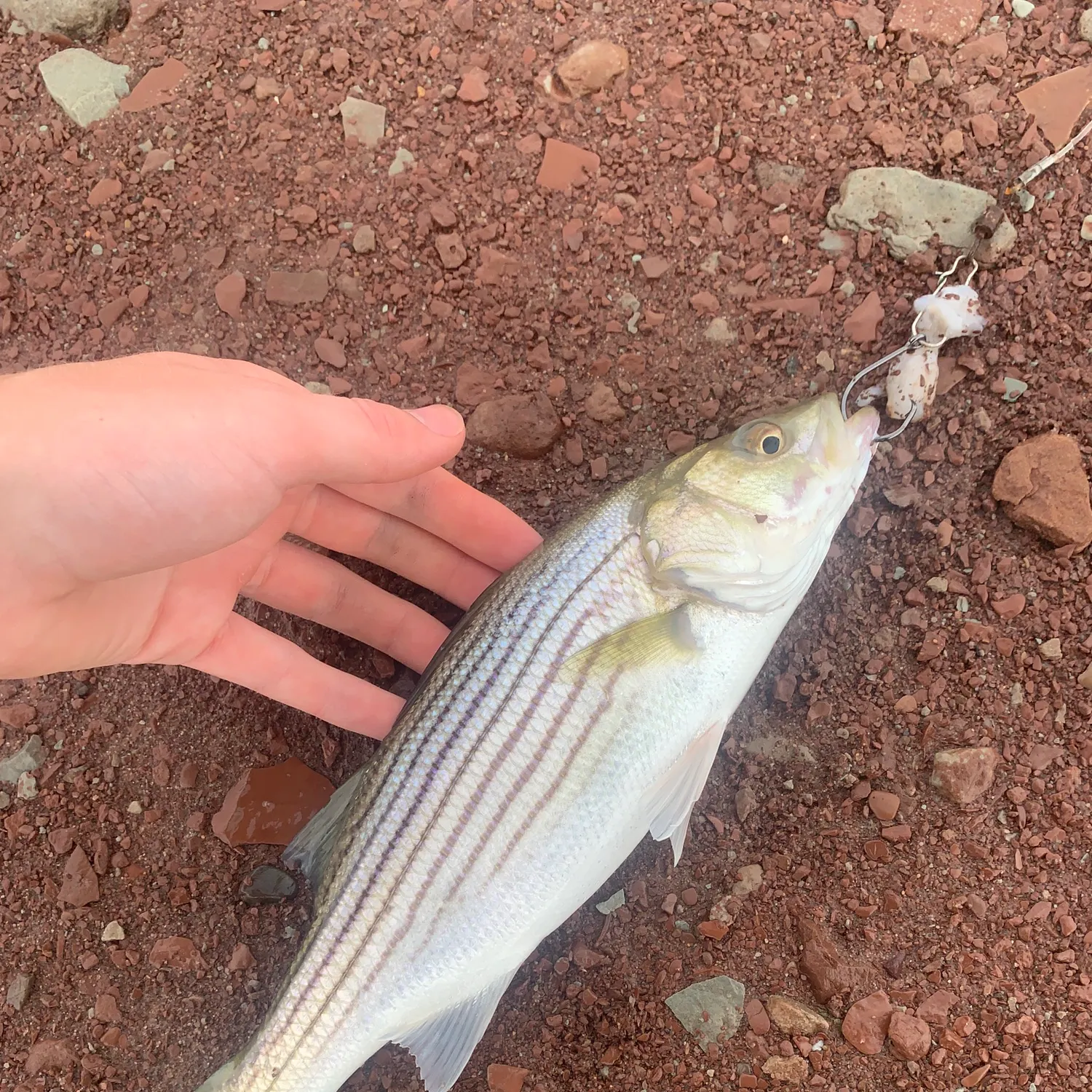 Striped bass caught on Fishbrain
