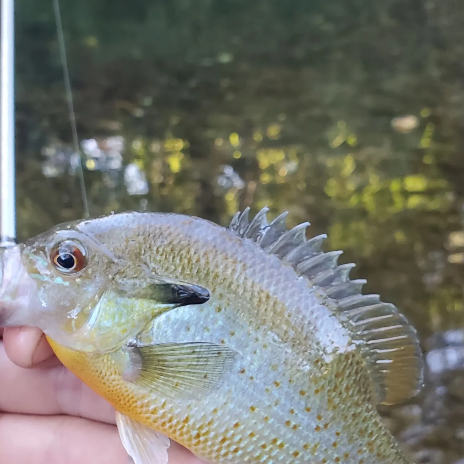 Redbreast sunfish caught on Fishbrain