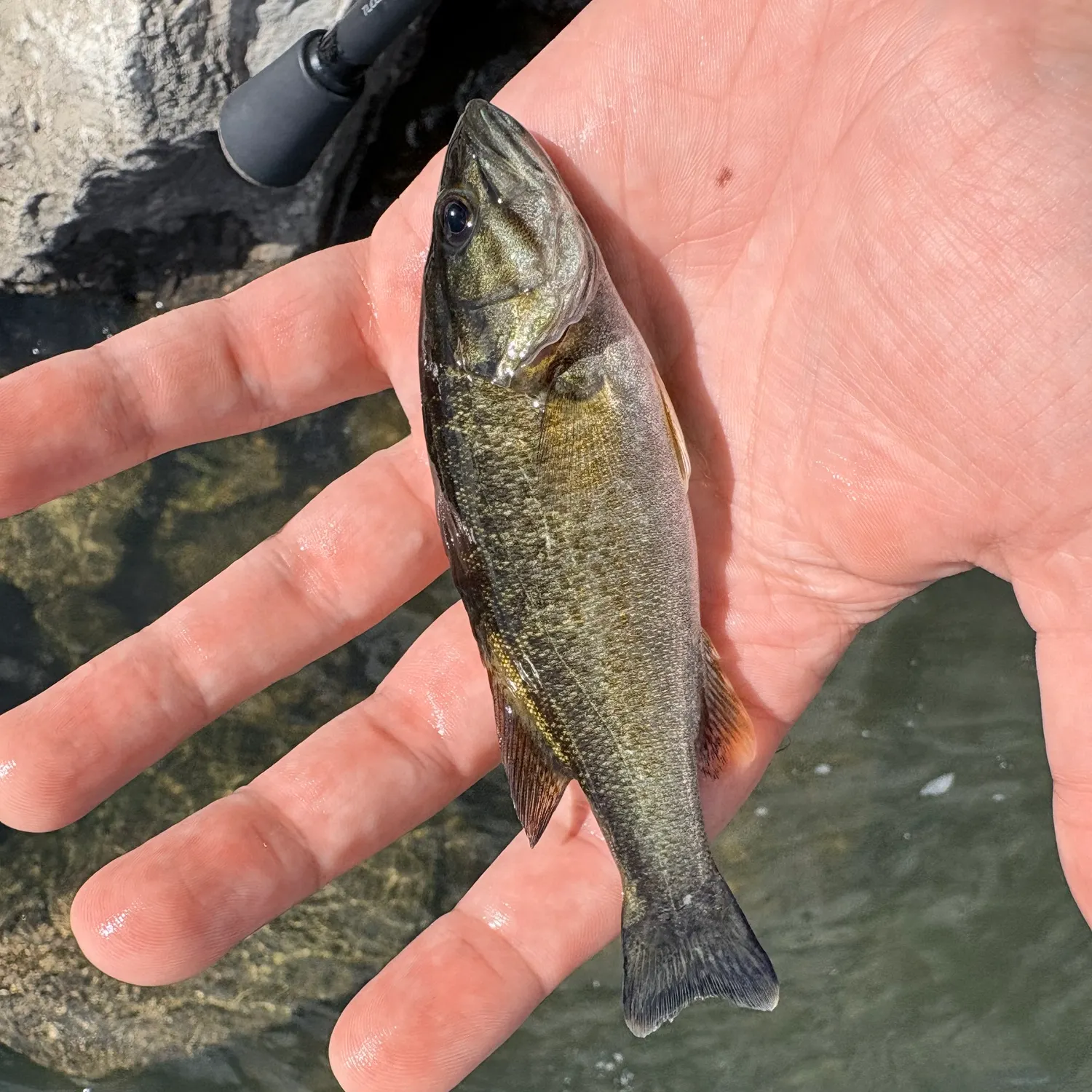 Smallmouth bass caught on Fishbrain