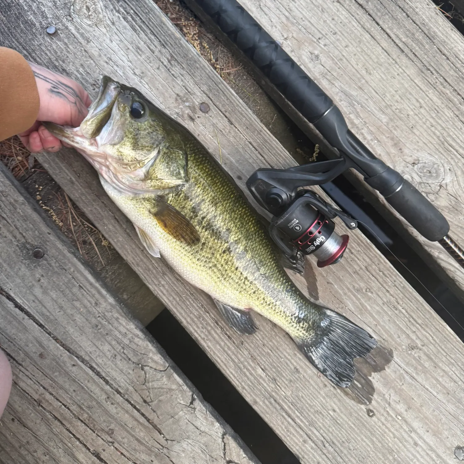 recently logged catches
