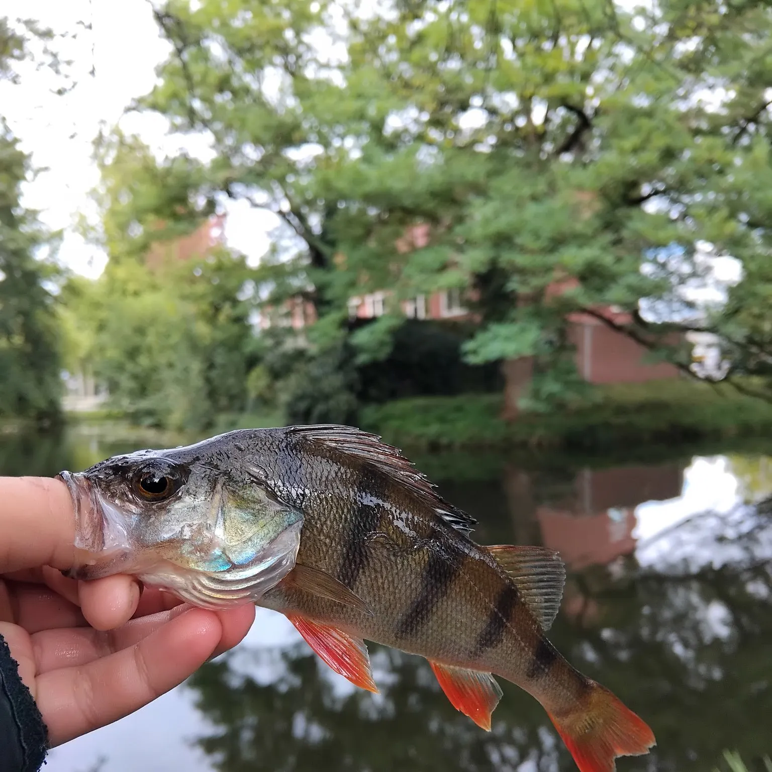 European perch caught on Fishbrain