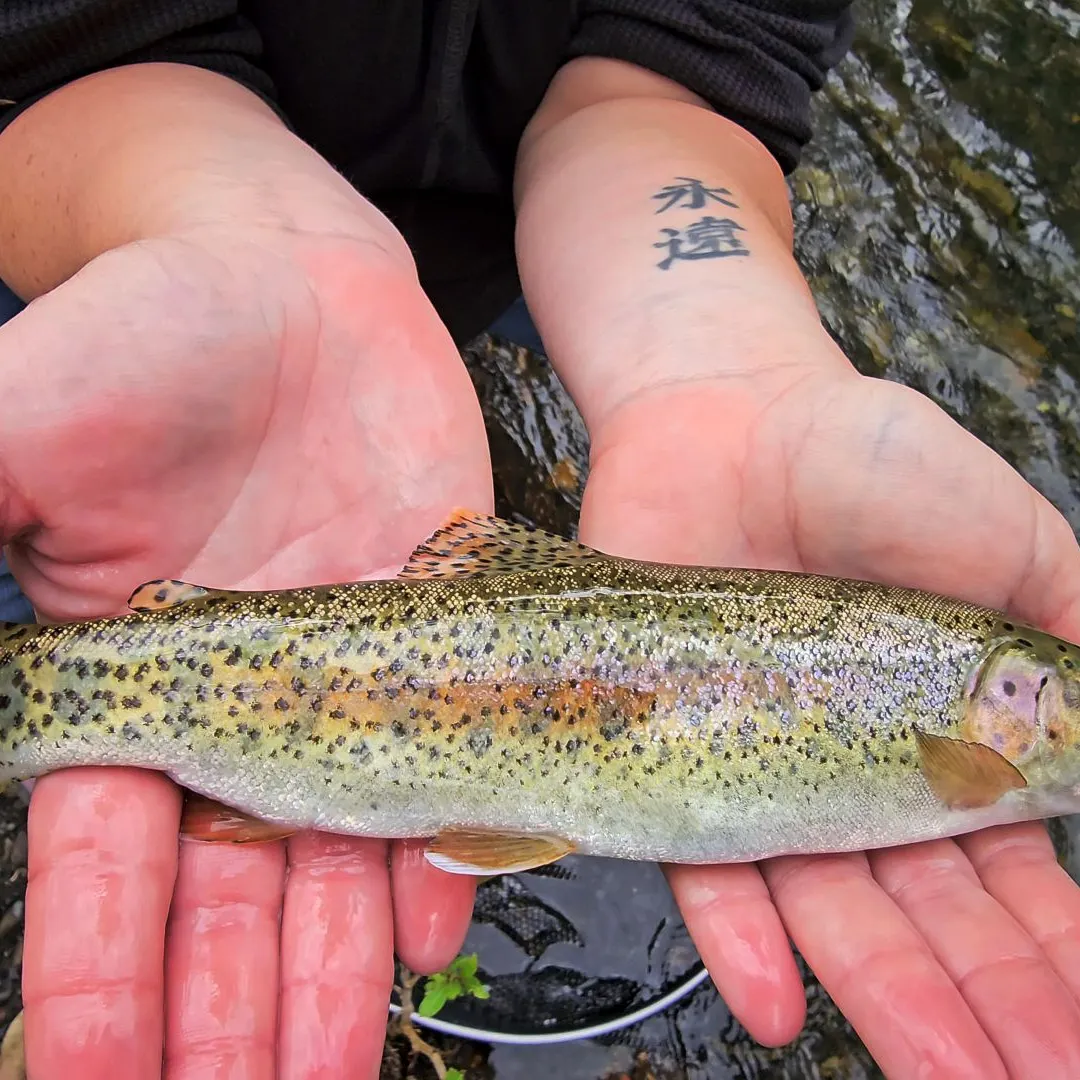 The most recent Columbia river redband trout catches on Fishbrain