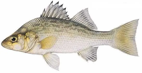 Baitfish