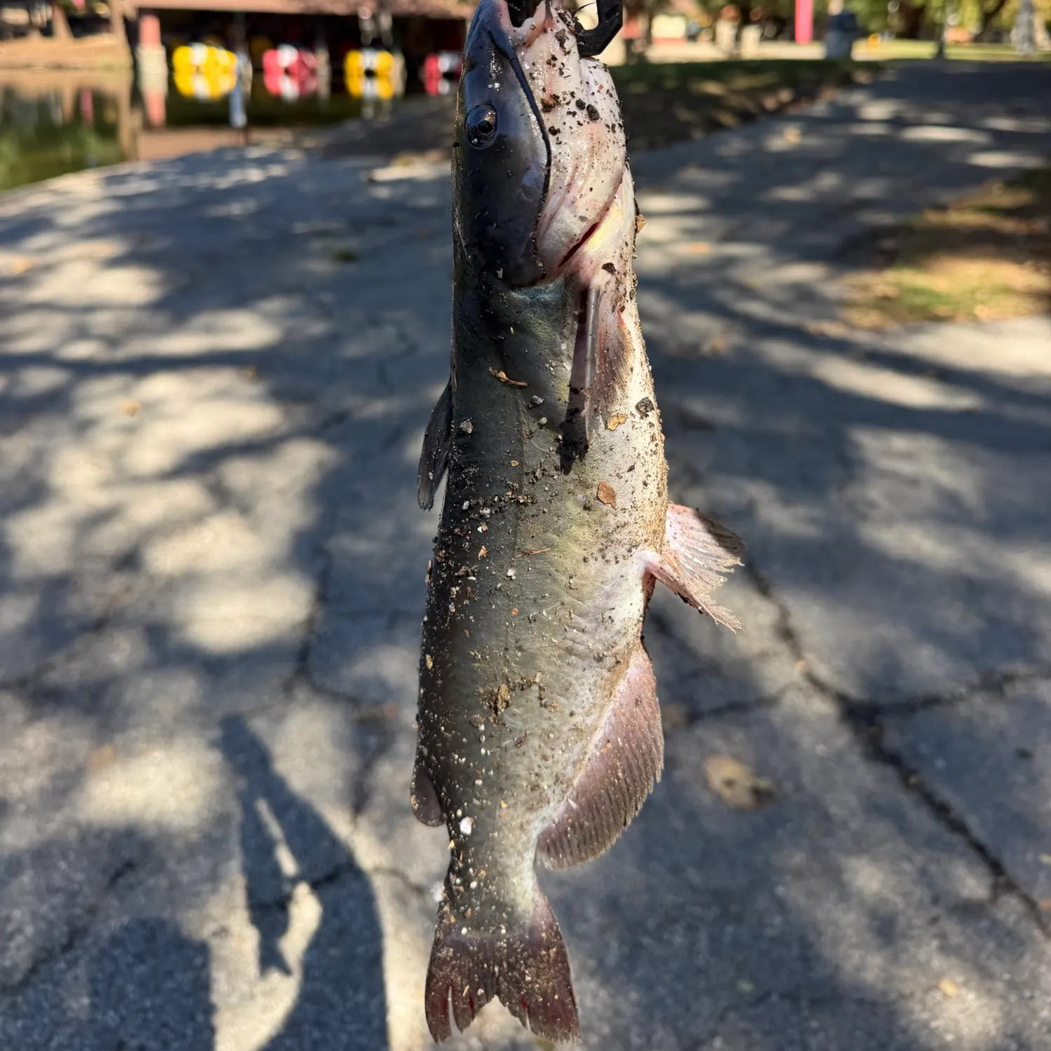 catch