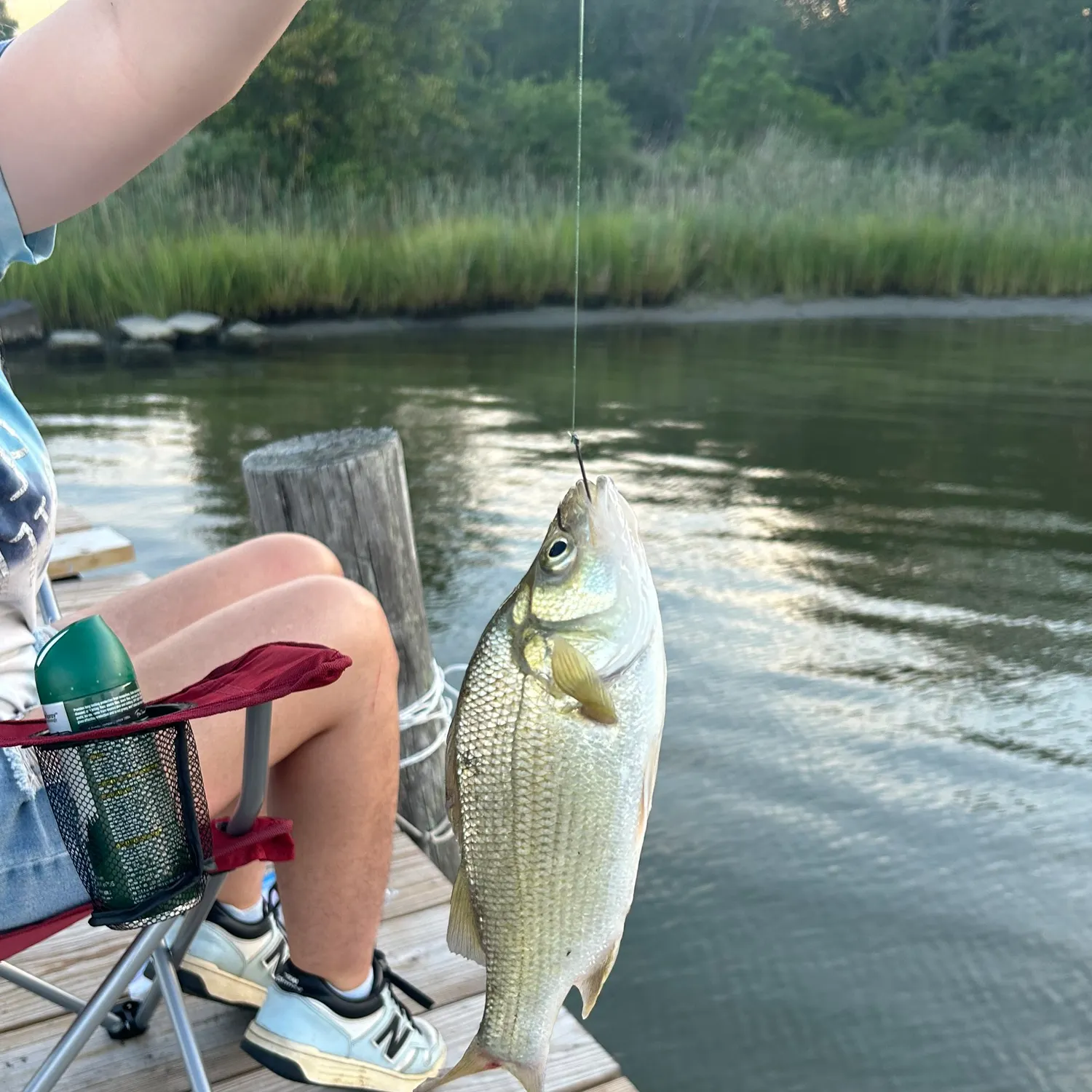 White perch caught on Fishbrain