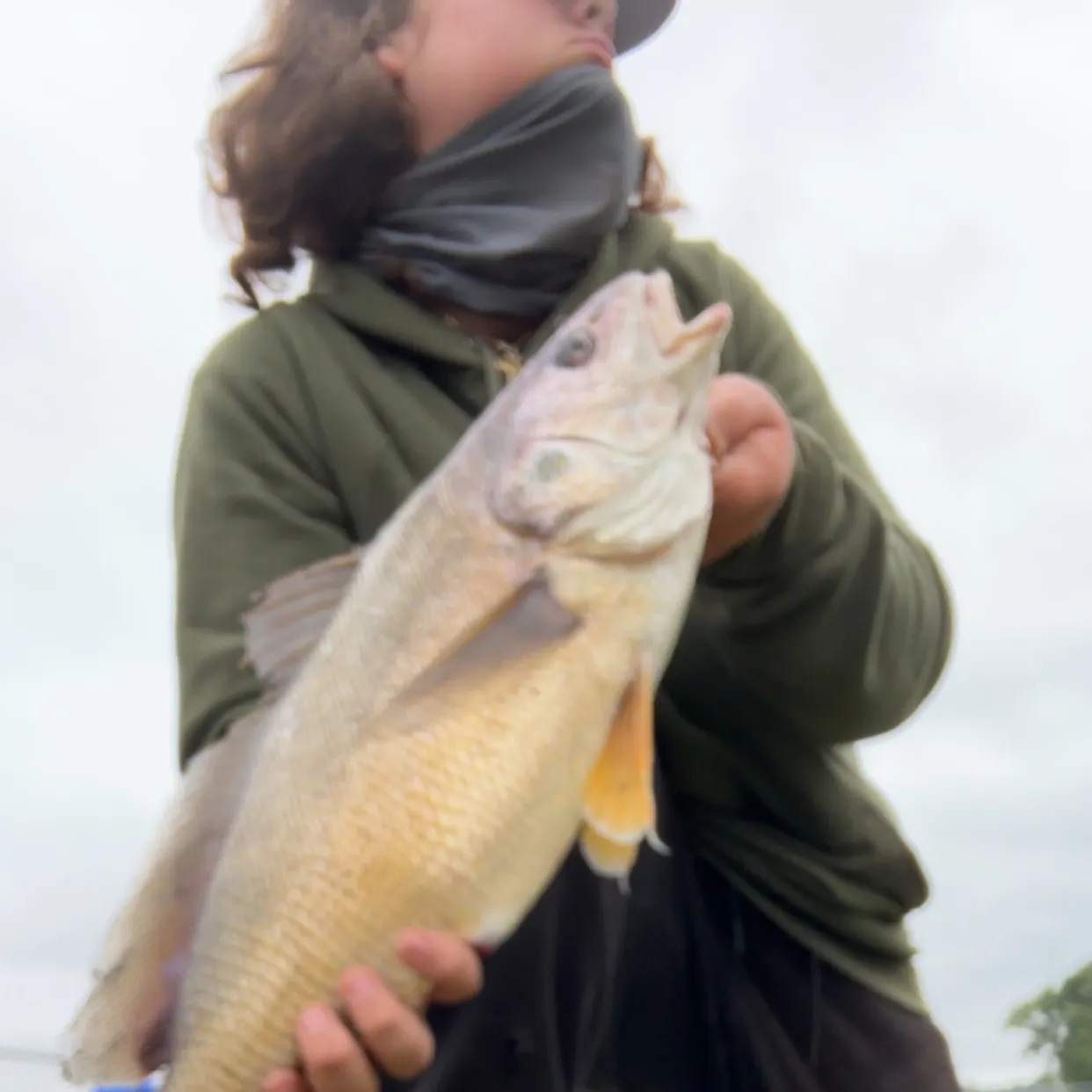 Freshwater drum caught on Fishbrain