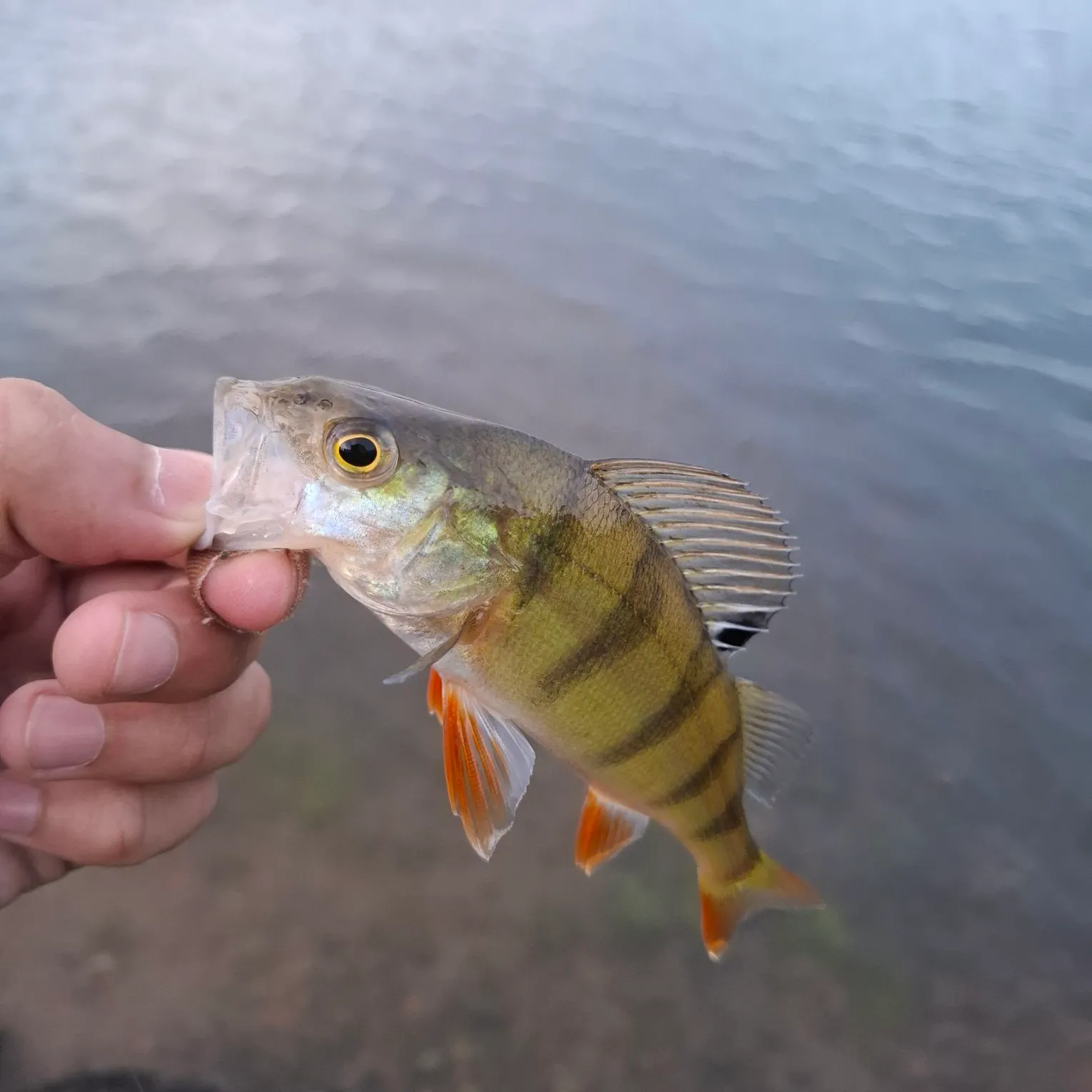 European perch caught on Fishbrain