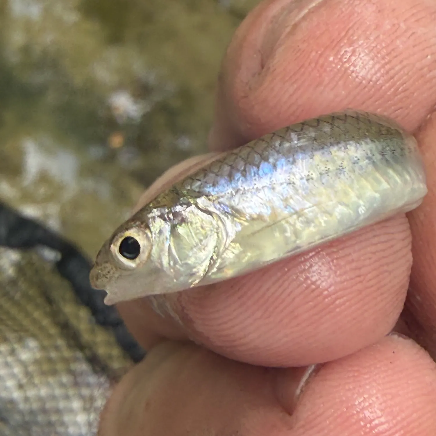 Central stoneroller caught on Fishbrain