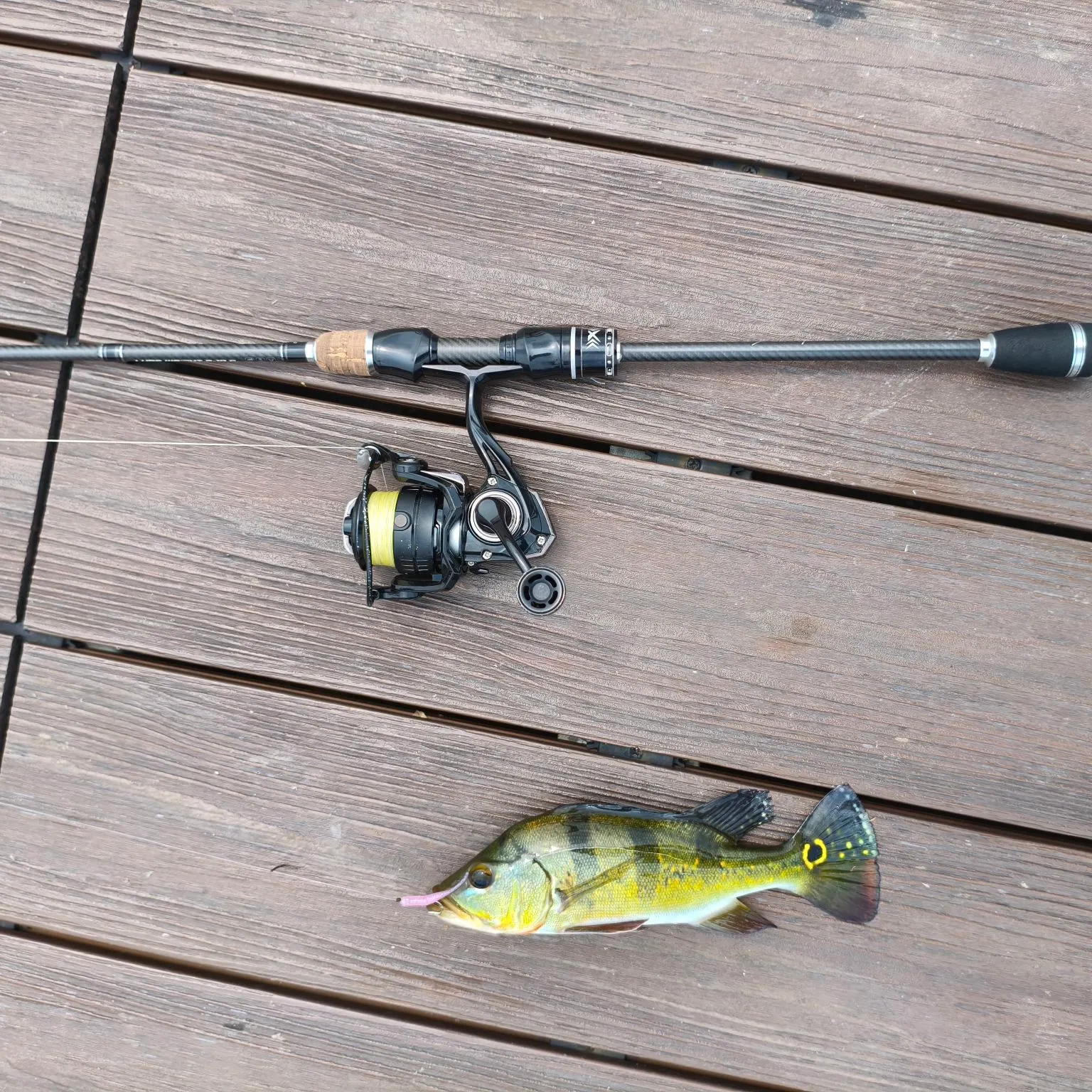 Butterfly peacock bass caught on Fishbrain