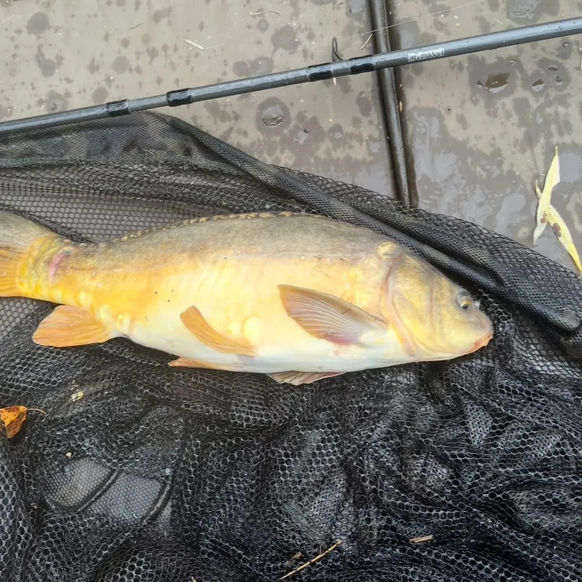 The most recent Mirror carp catches on Fishbrain