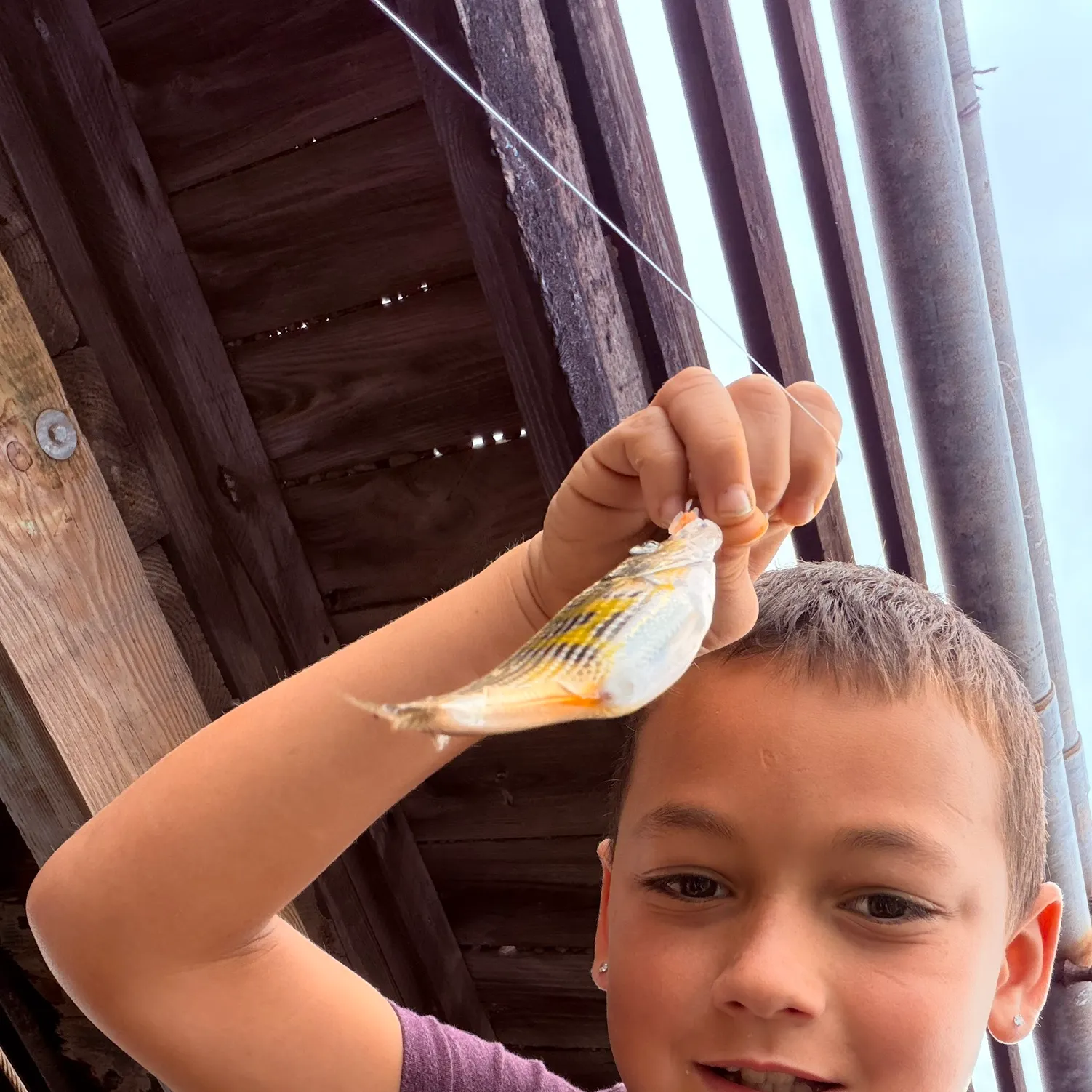 The most recent Shiner perch catches on Fishbrain