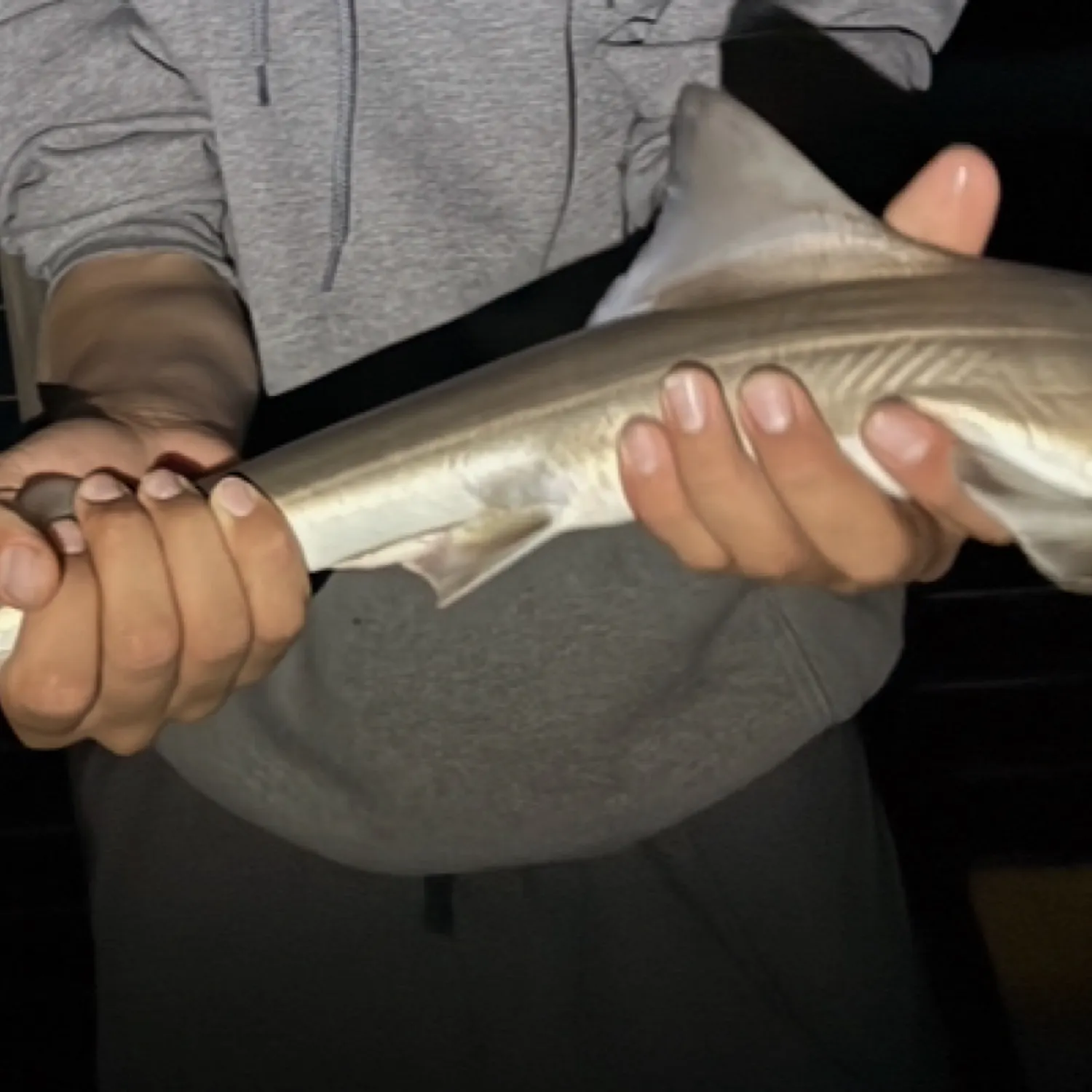 The most recent Tope shark catches on Fishbrain