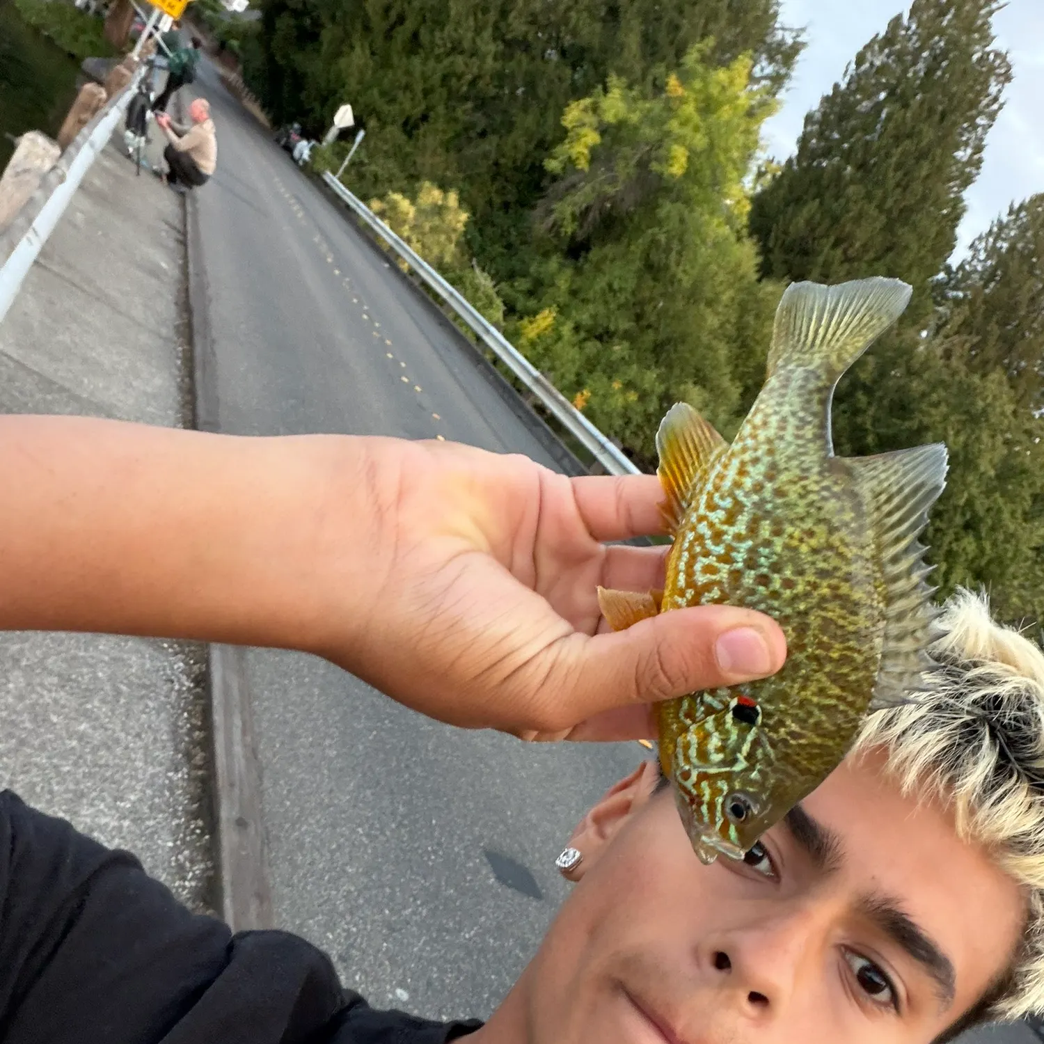 Pumpkinseed caught on Fishbrain