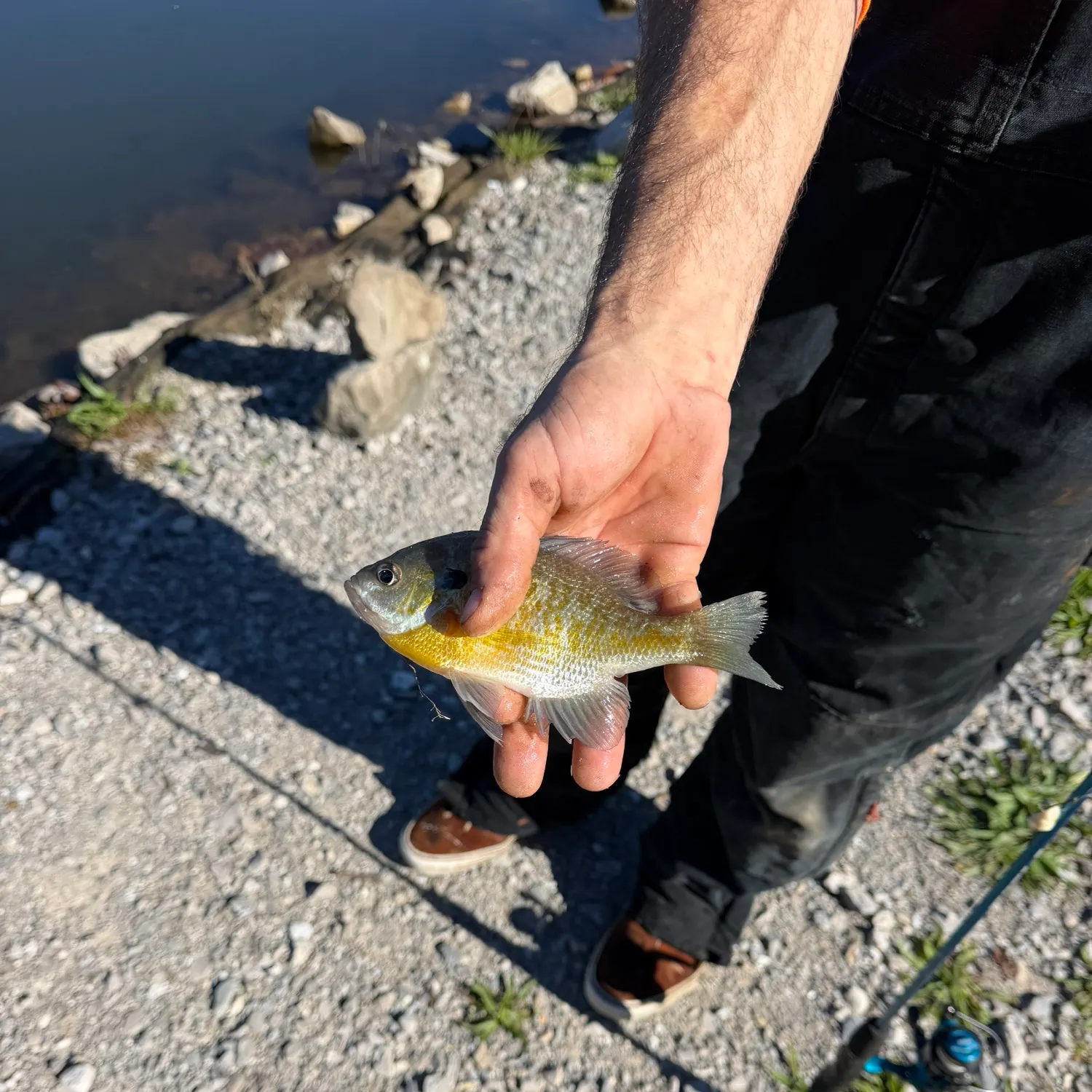 Greengill hybrid caught on Fishbrain