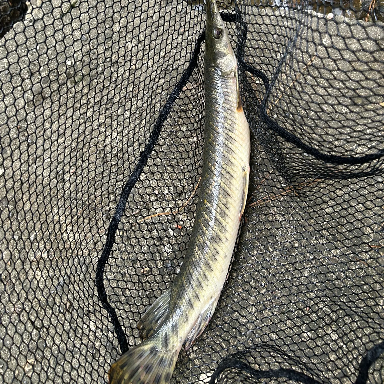 Spotted gar caught on Fishbrain