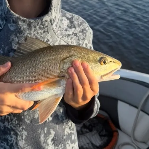 Red drum caught on Fishbrain