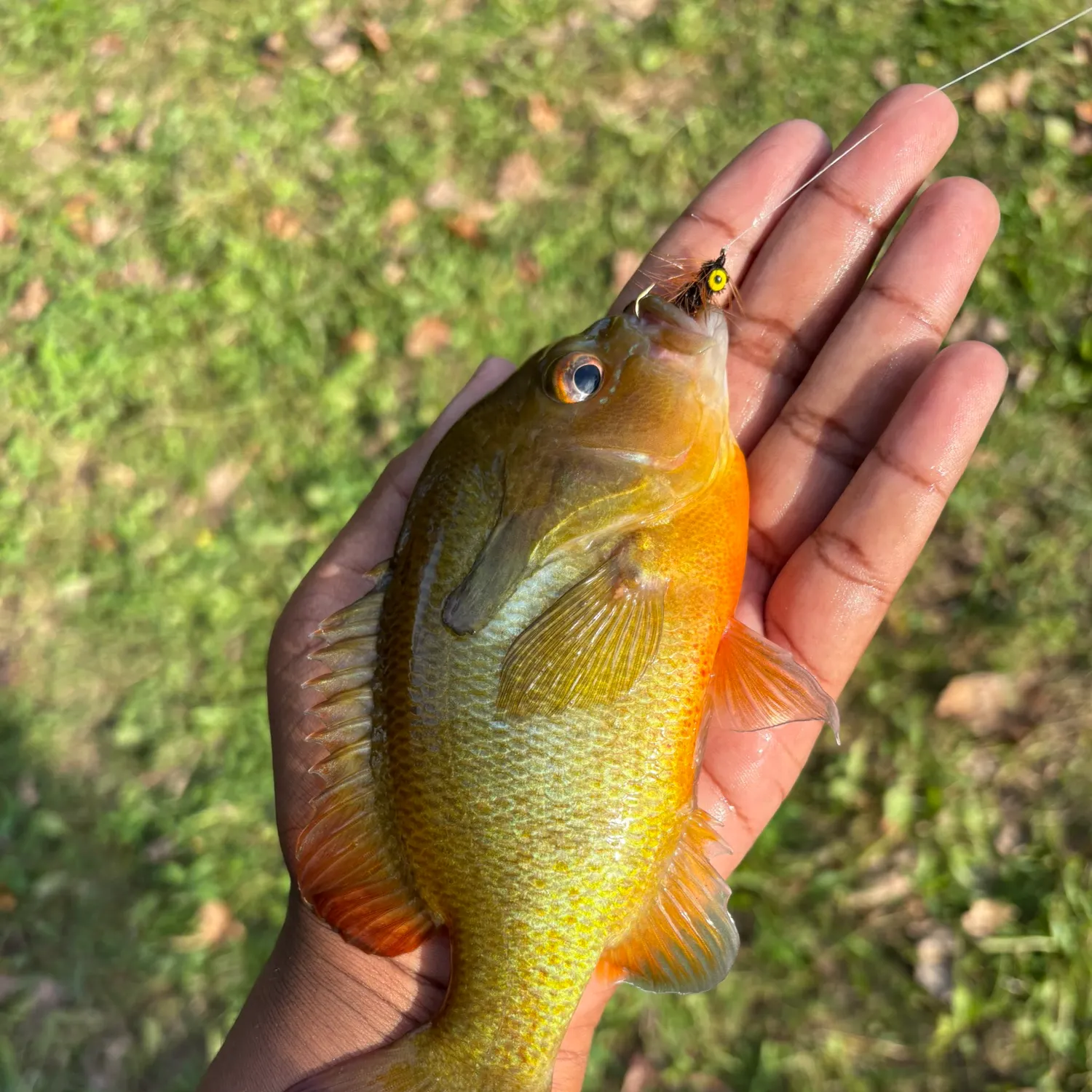 The most recent Redbreast sunfish catches on Fishbrain