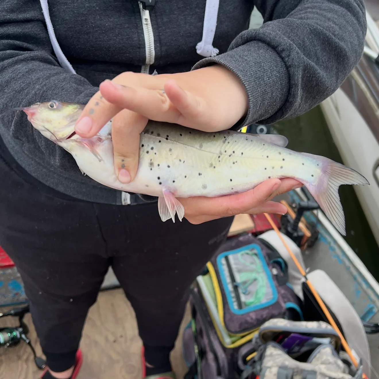 Channel catfish caught on Fishbrain