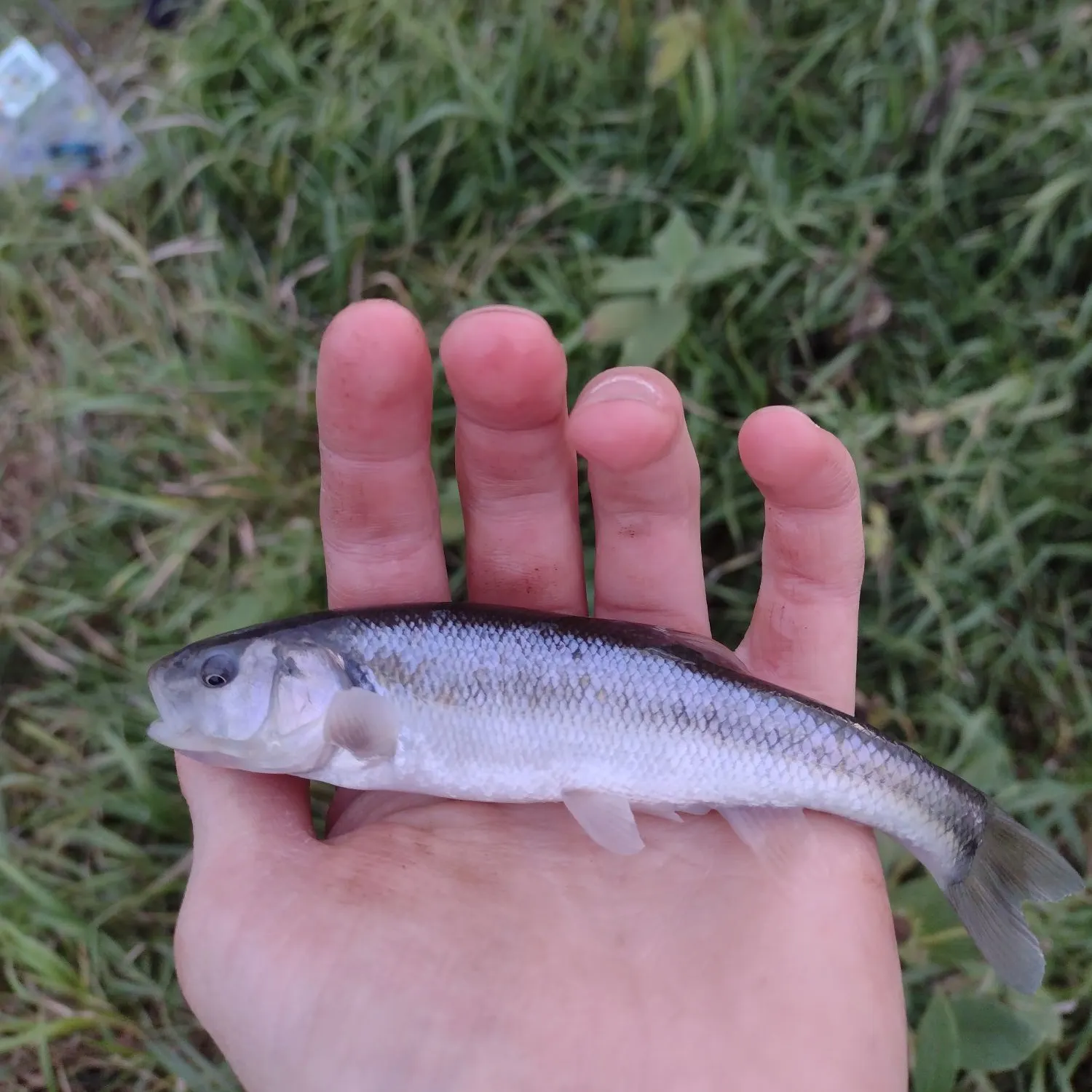 Creek chub caught on Fishbrain