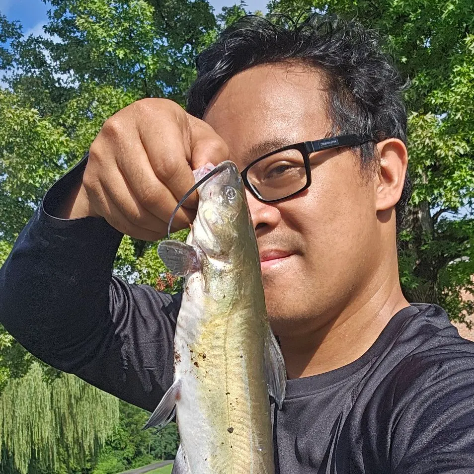 Channel catfish caught on Fishbrain