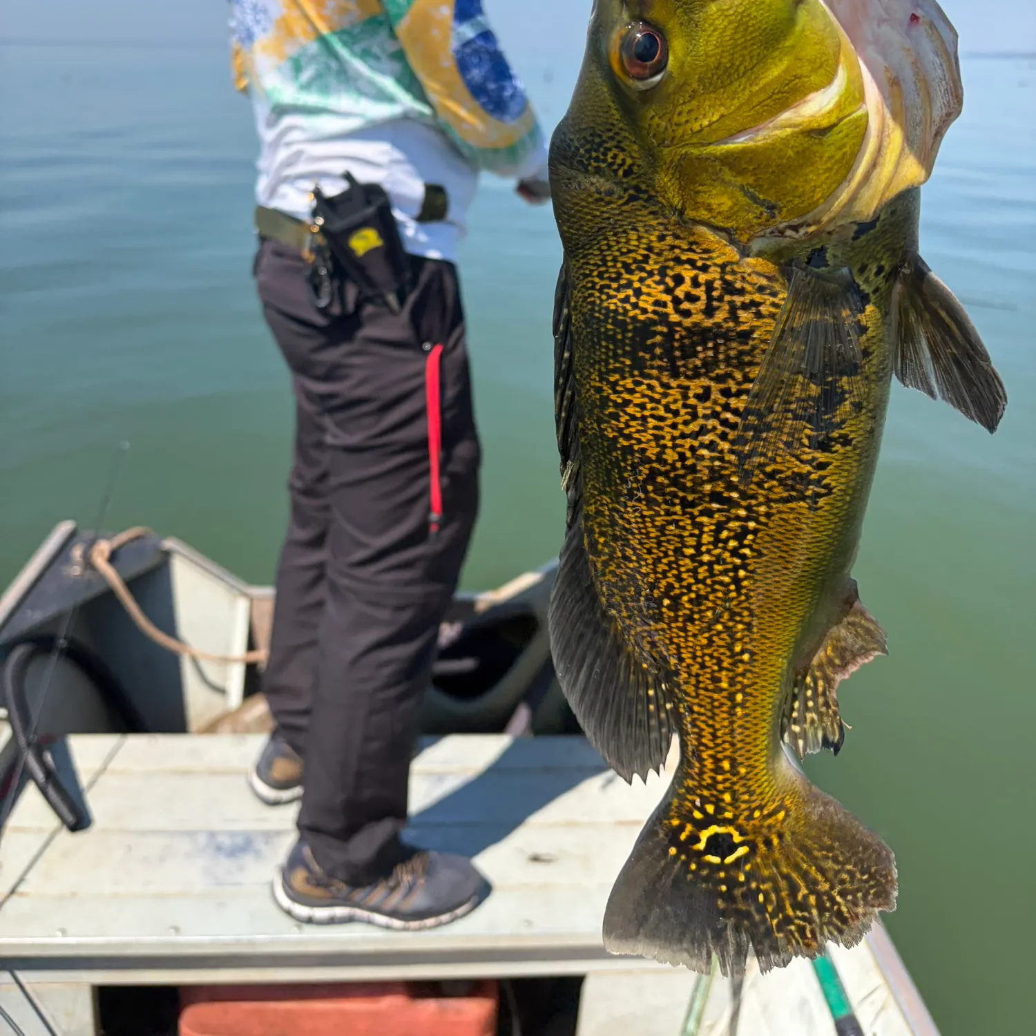 Kelberi peacock bass caught on Fishbrain