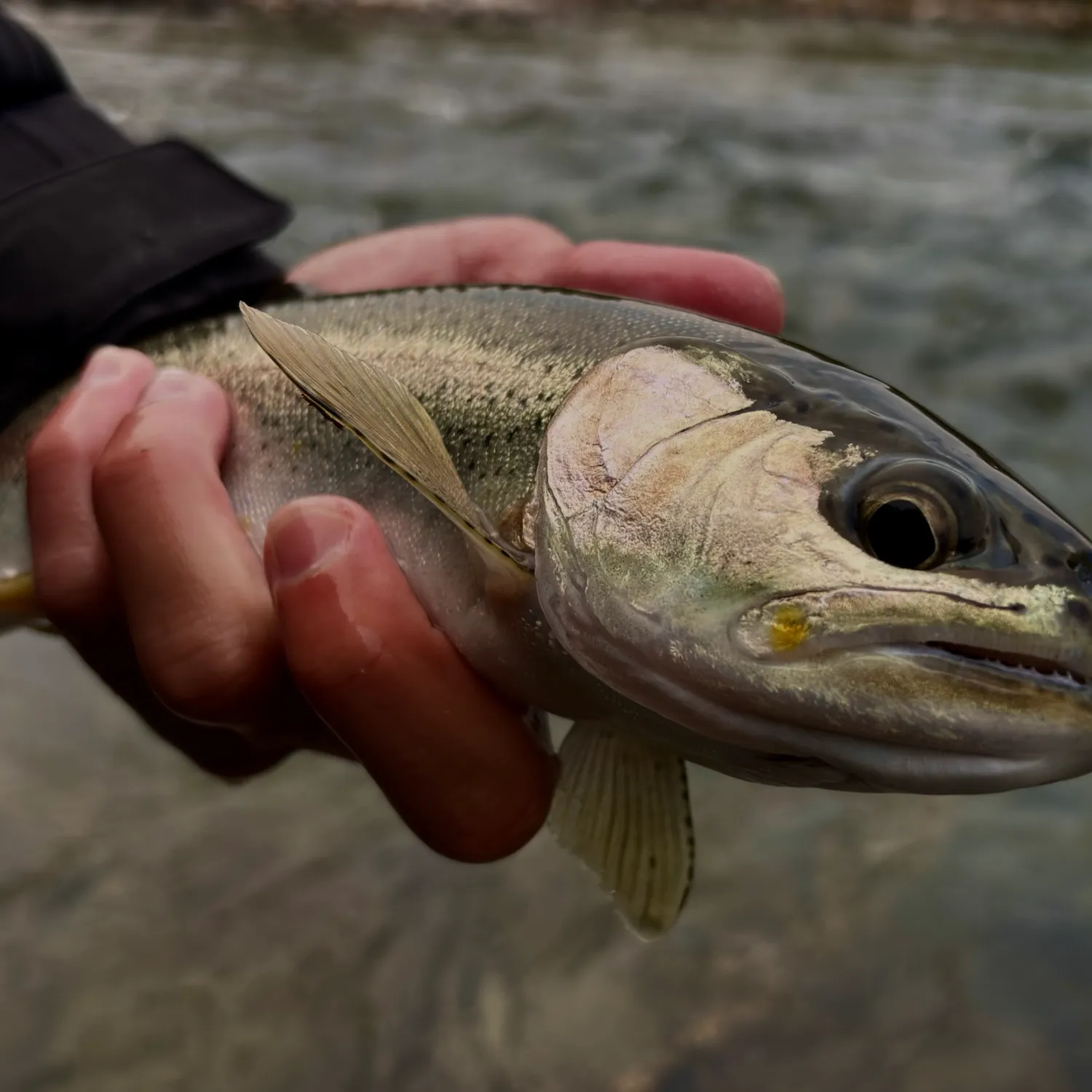 Rainbow trout caught on Fishbrain