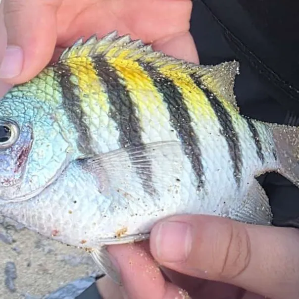 Sergeant-major caught on Fishbrain