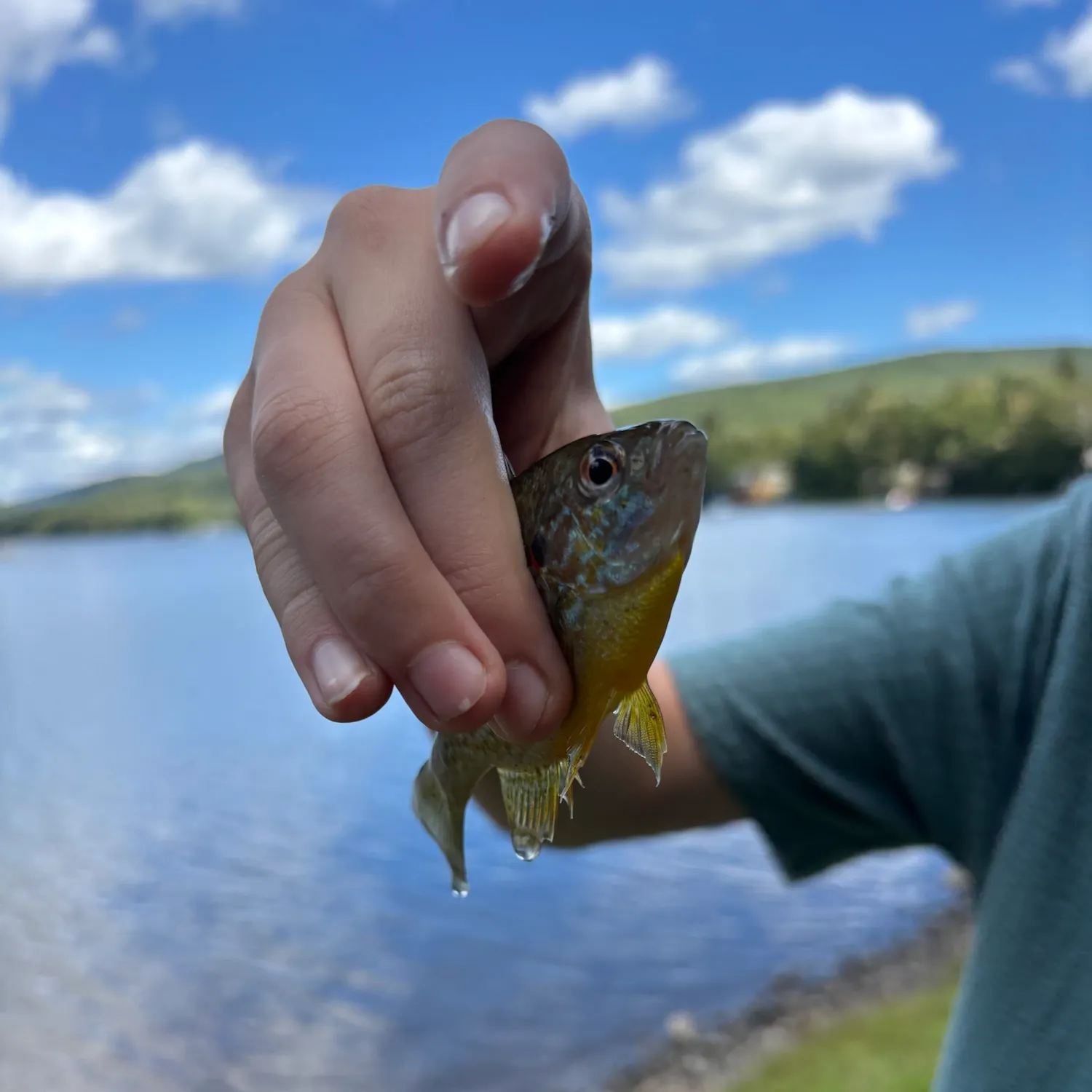 Pumpkinseed caught on Fishbrain