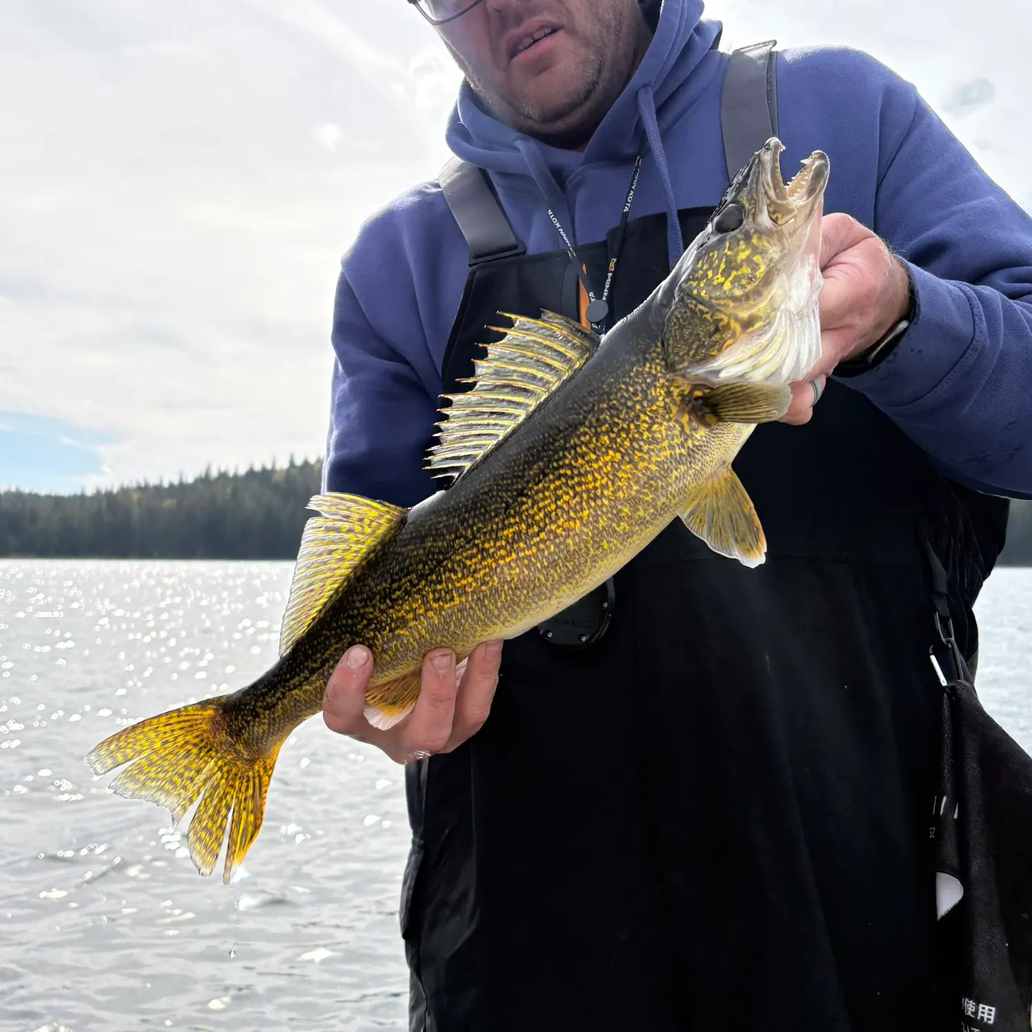 Walleye caught on Fishbrain