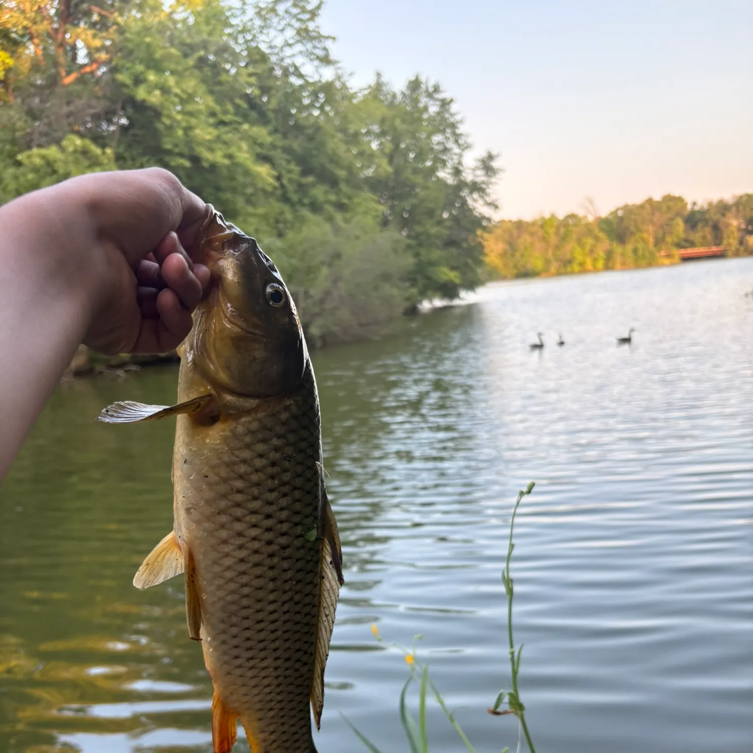 Common carp caught on Fishbrain