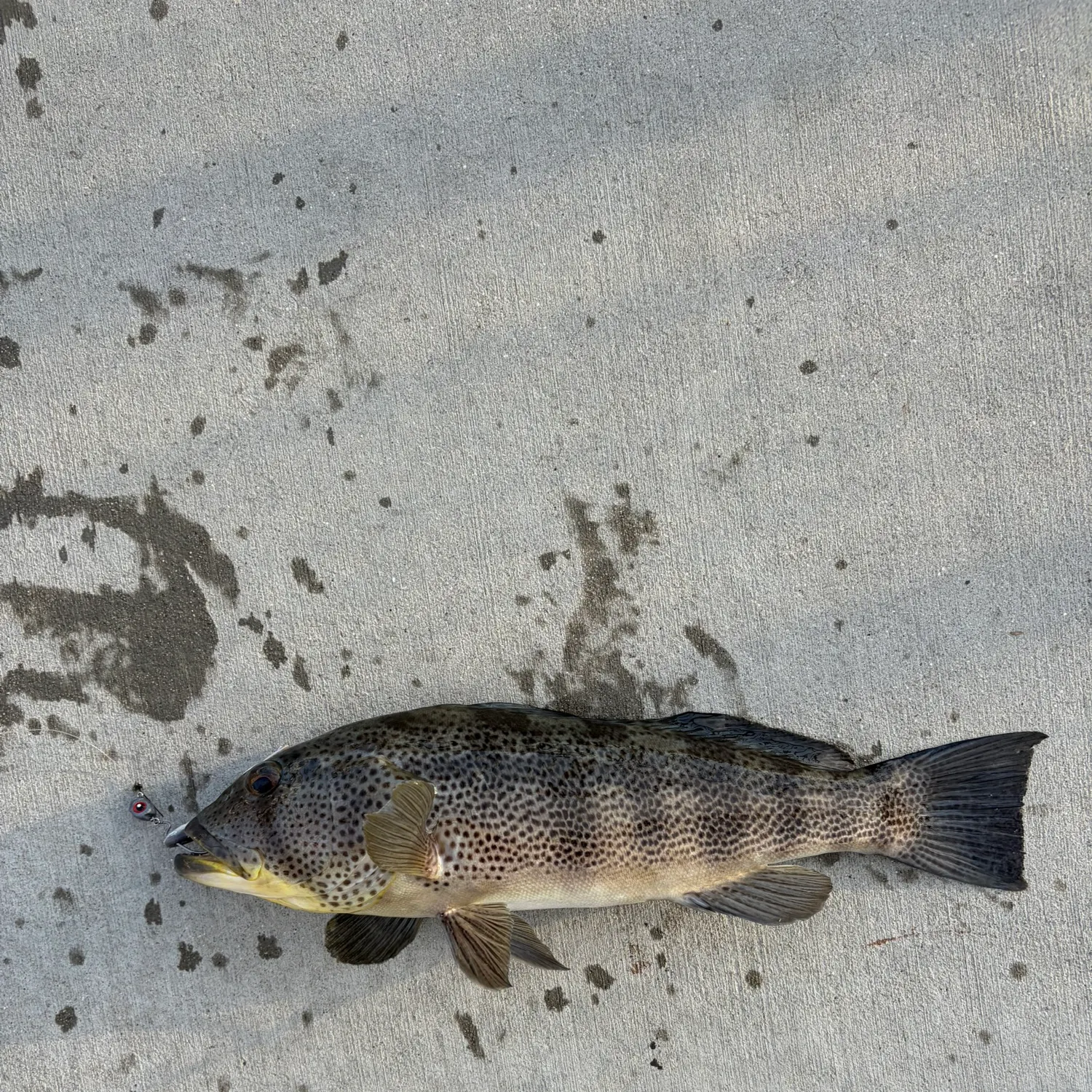 Spotted sand bass caught on Fishbrain